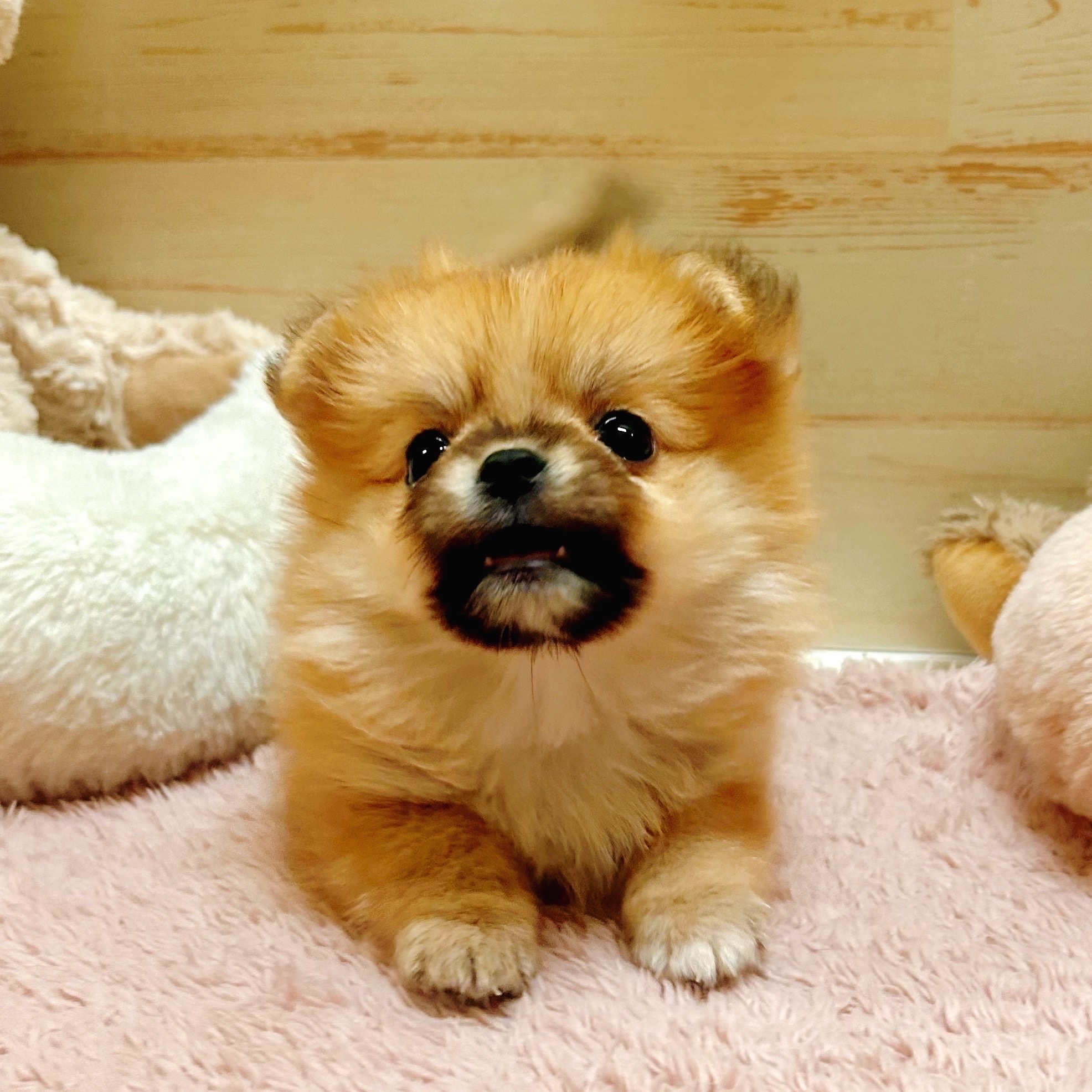 兵庫県のポメチワ/チワポメ/ポメチー(ポメラニアン×チワワ) (犬の家＆猫の里神戸店/2025年11月15日生まれ/女の子/オレンジ)の子犬の2枚目の画像