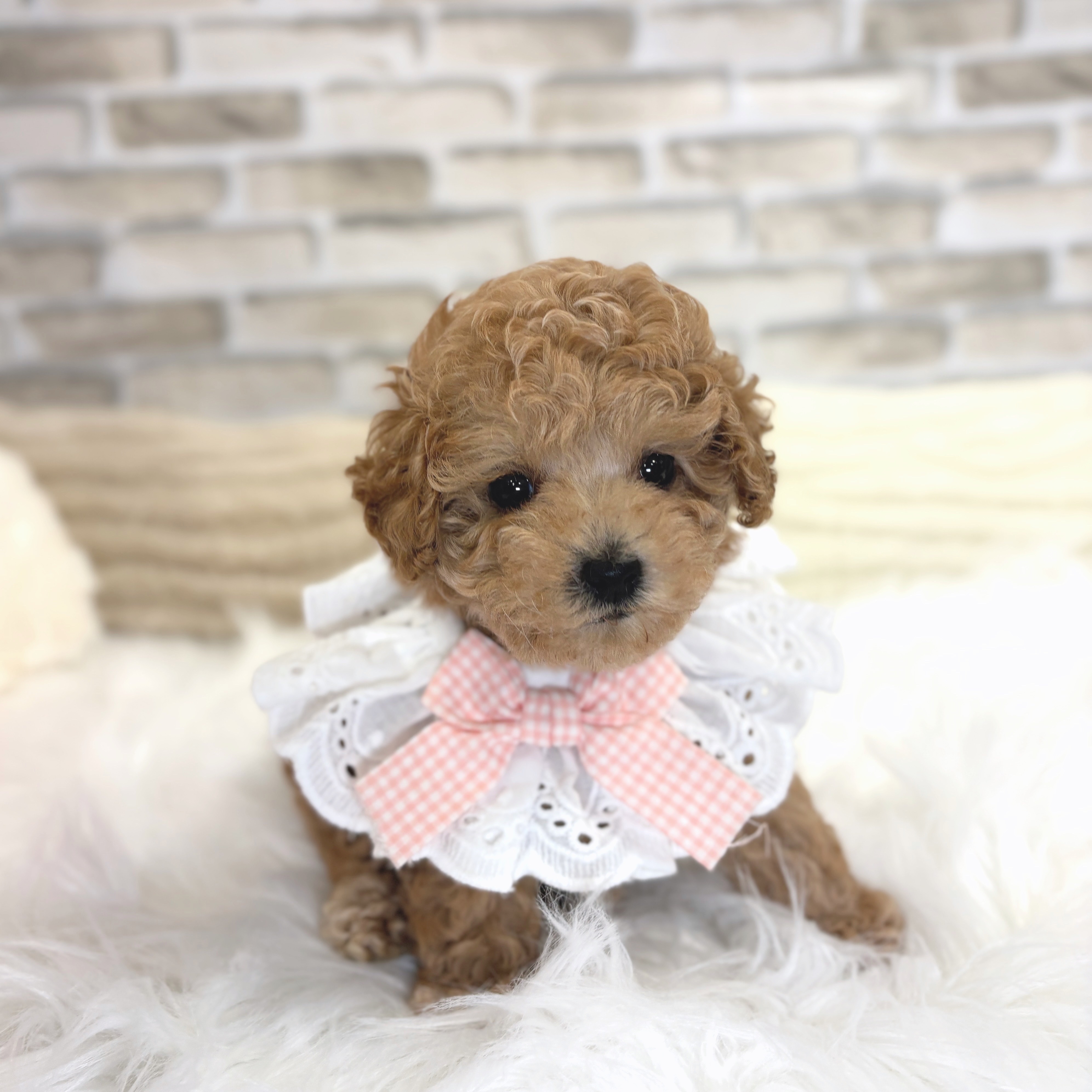 神奈川県のタイニープードル (犬の家＆猫の里モザイクモール港北店/2025年5月24日生まれ/女の子/レッド)の子犬の1枚目の画像