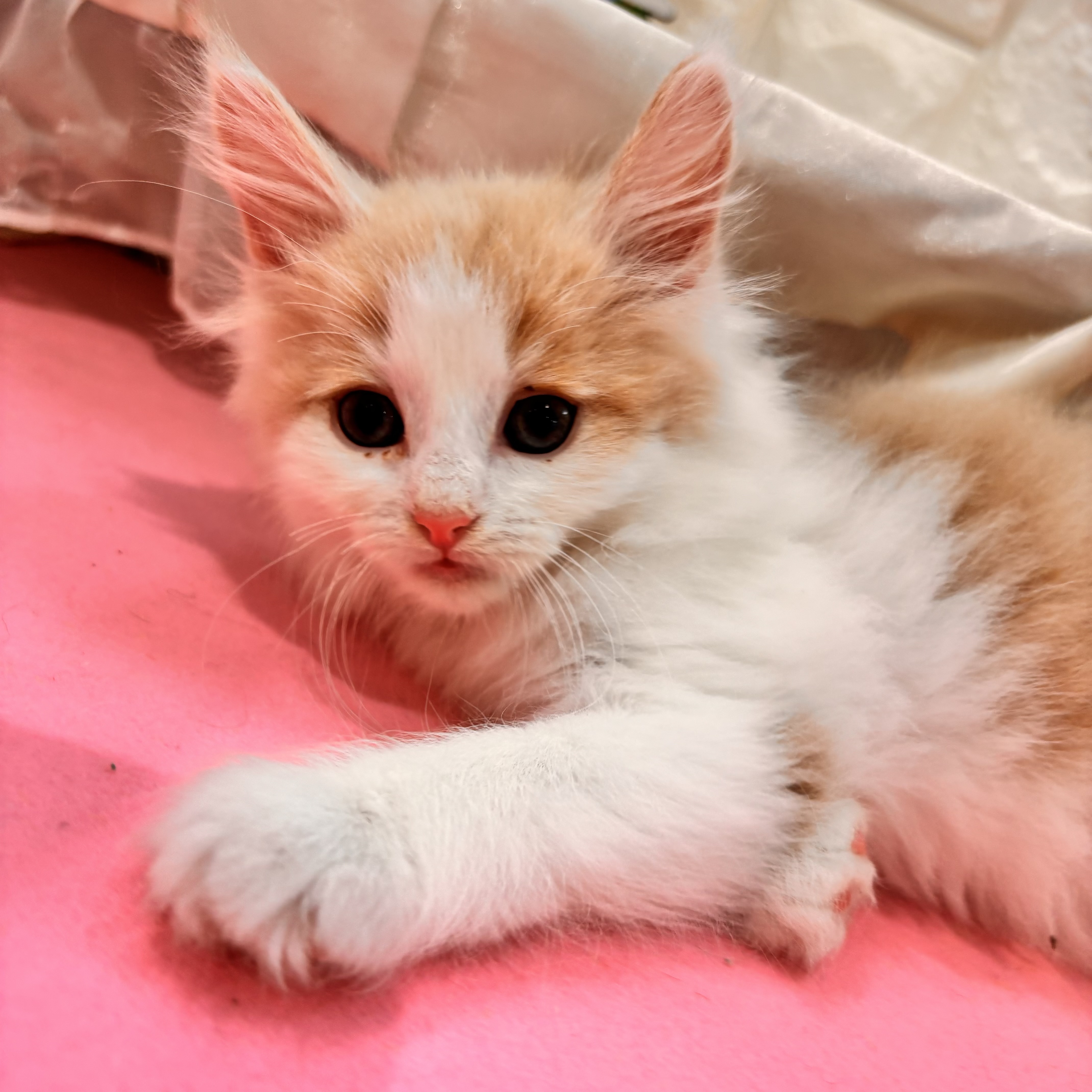 岡山県のノルウェージャンフォレストキャット (犬の家＆猫の里倉敷店/2025年12月19日生まれ/男の子/レッドホワイト)の子猫の2枚目の画像