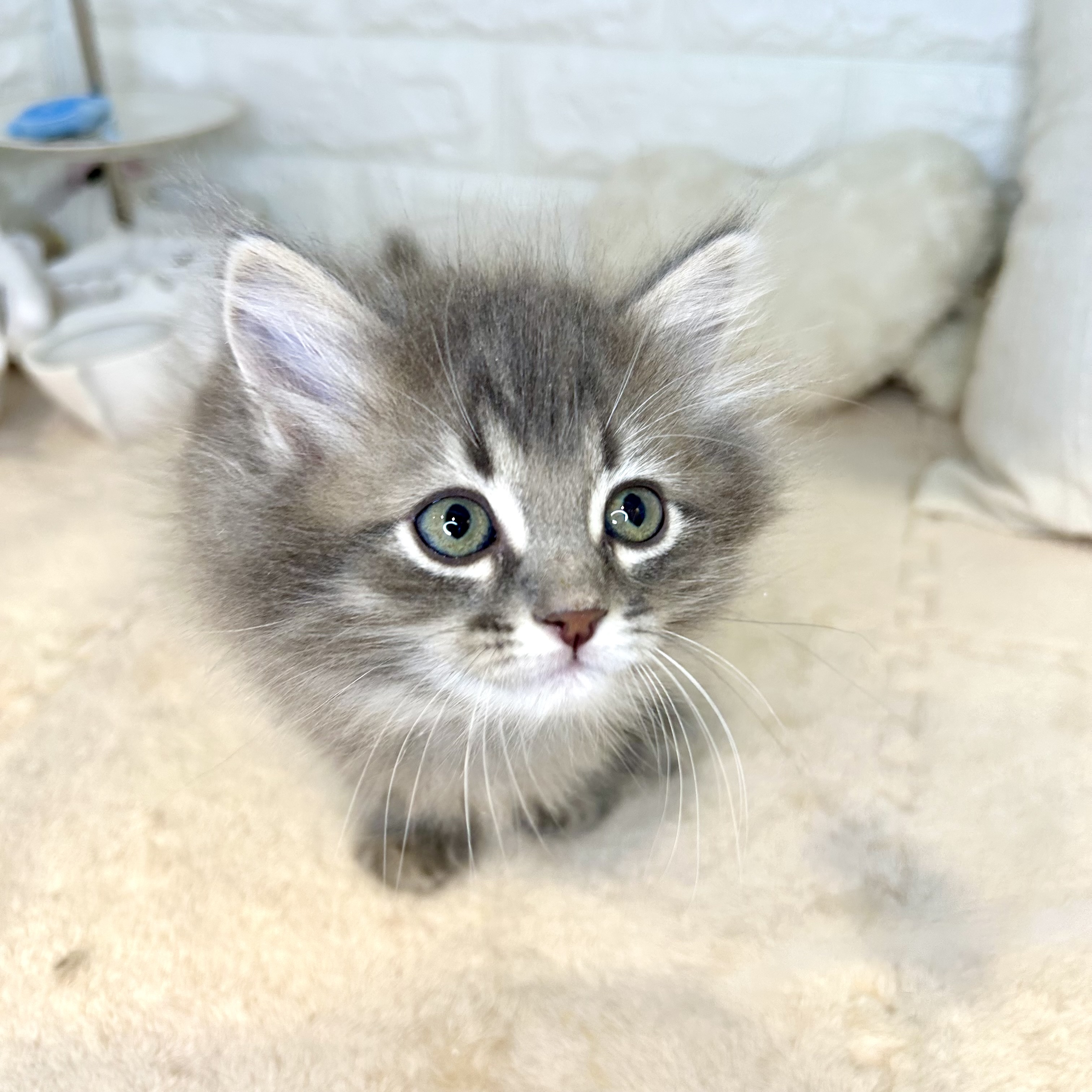 東京都のサイベリアン (犬の家＆猫の里新宿店/2025年9月8日生まれ/男の子/ブルータビー)の子猫の2枚目の画像