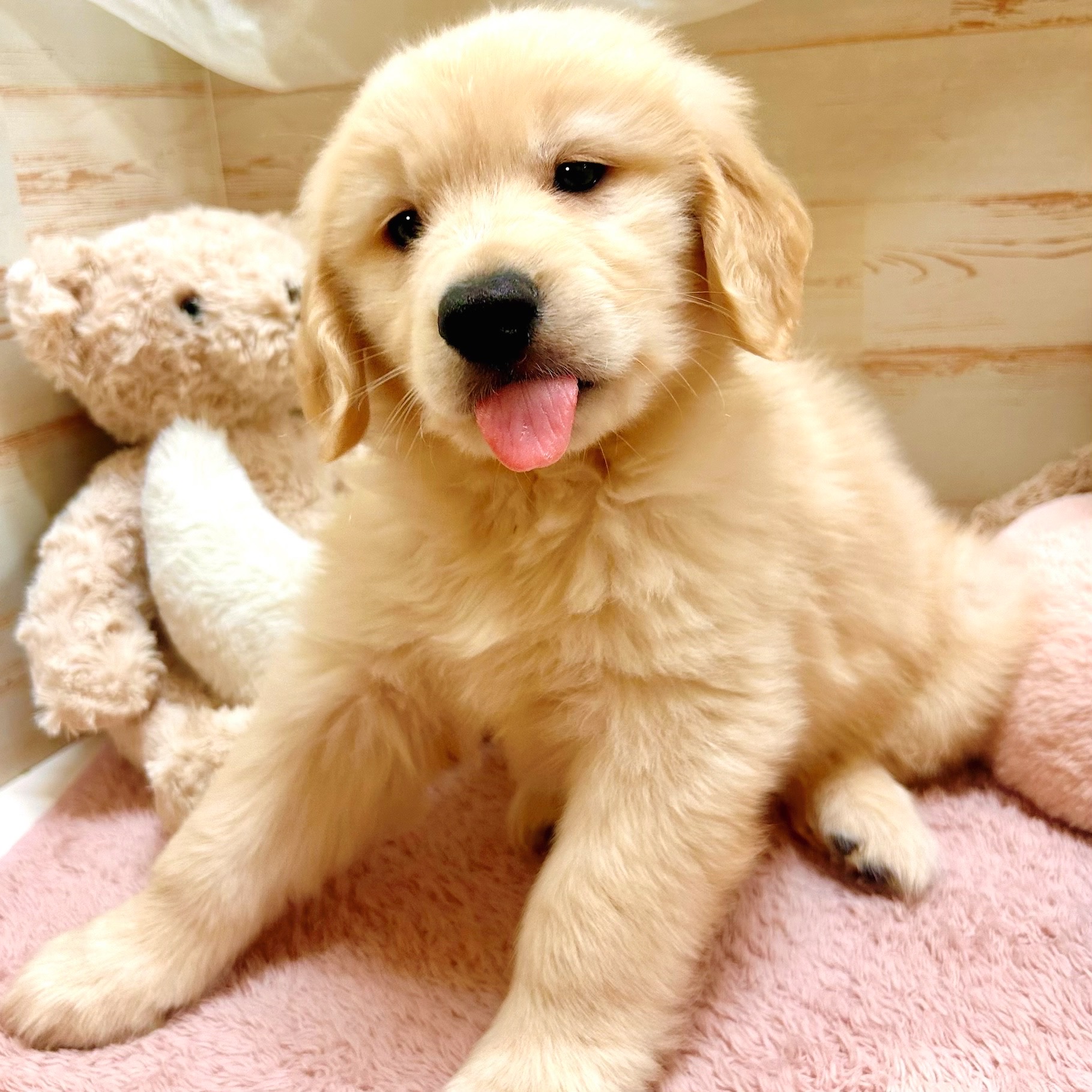 兵庫県のゴールデンレトリバー (犬の家＆猫の里神戸店/2025年11月16日生まれ/男の子/ゴールデン)の子犬の2枚目の画像