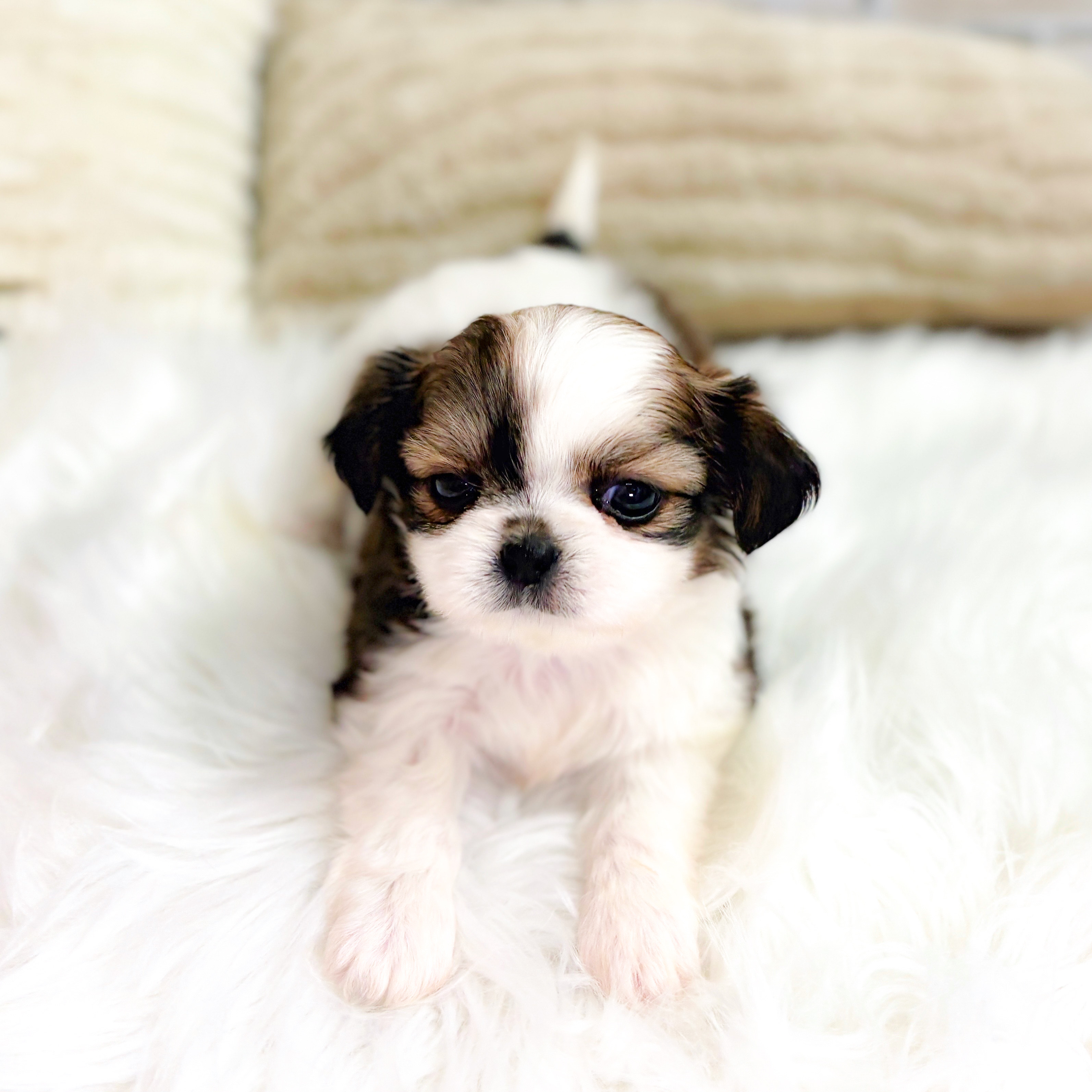 神奈川県のチワズー/チワシーズ(チワワ×シーズー) (犬の家＆猫の里元住吉ブレーメン通り店/2025年8月12日生まれ/女の子/ゴールドホワイト)の子犬の2枚目の画像