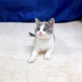 愛知県のブリティッシュショートヘアー (犬の家＆猫の里一宮店/2025年8月29日生まれ/男の子/ブルーホワイト)の子猫の2枚目の画像