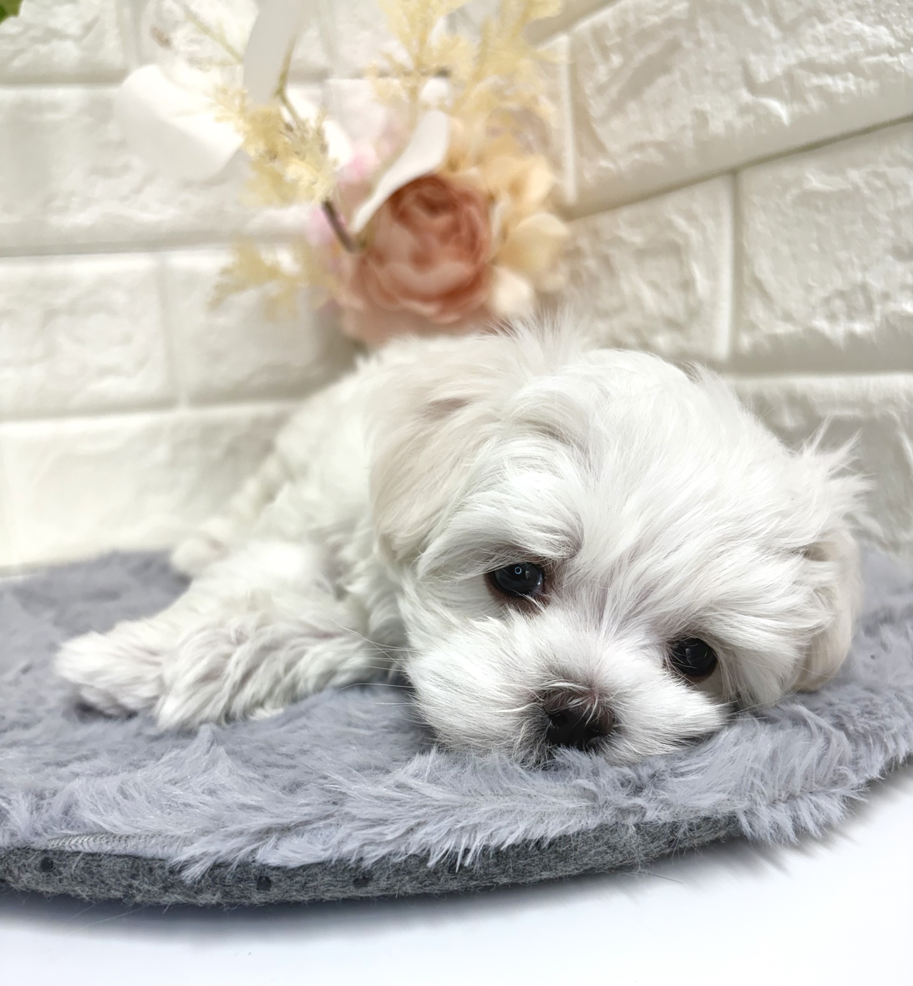 東京都のマルチーズ (犬の家＆猫の里ペットフォレスト小平店/2025年12月15日生まれ/女の子/ホワイト)の子犬の2枚目の画像