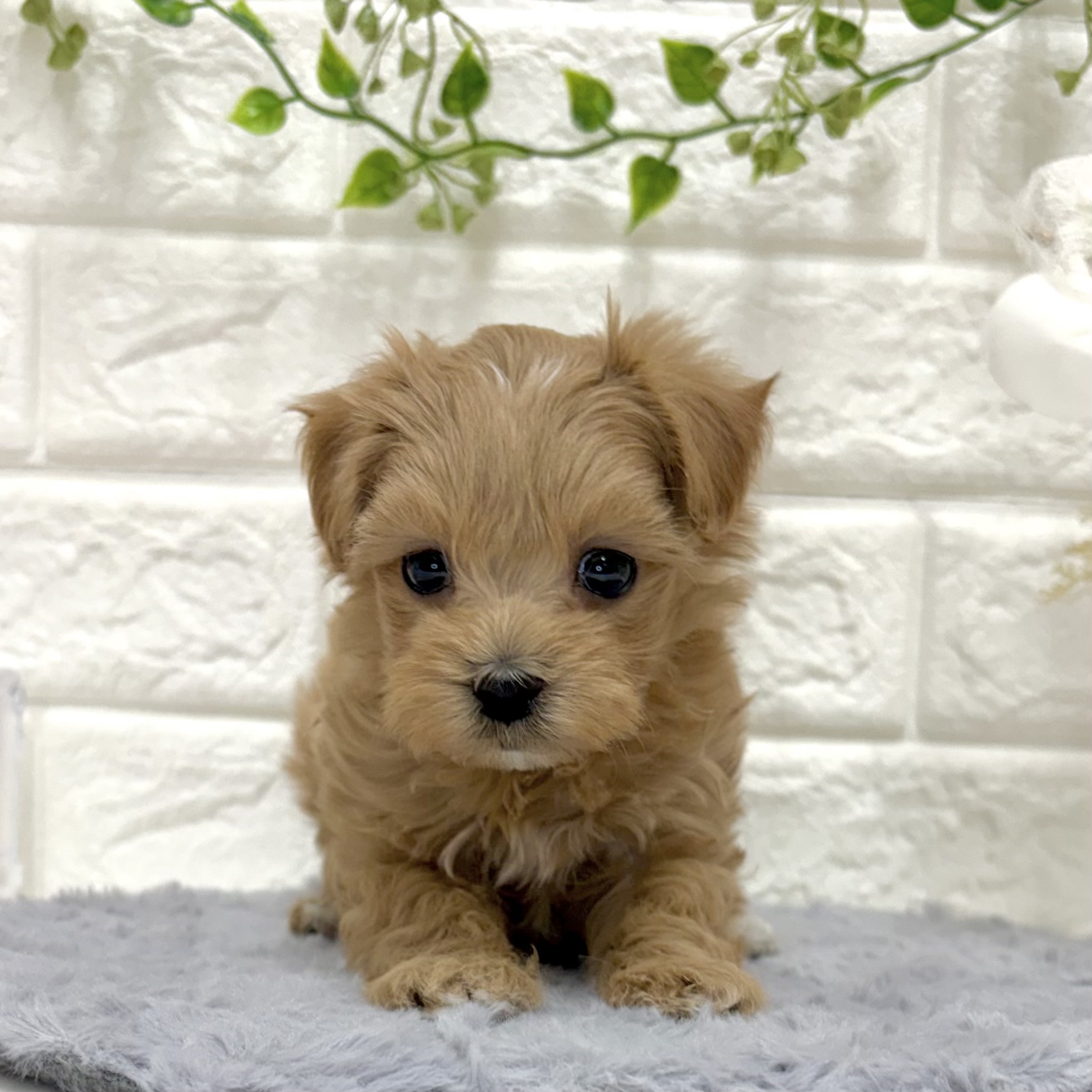 ハーフ犬女の子の写真