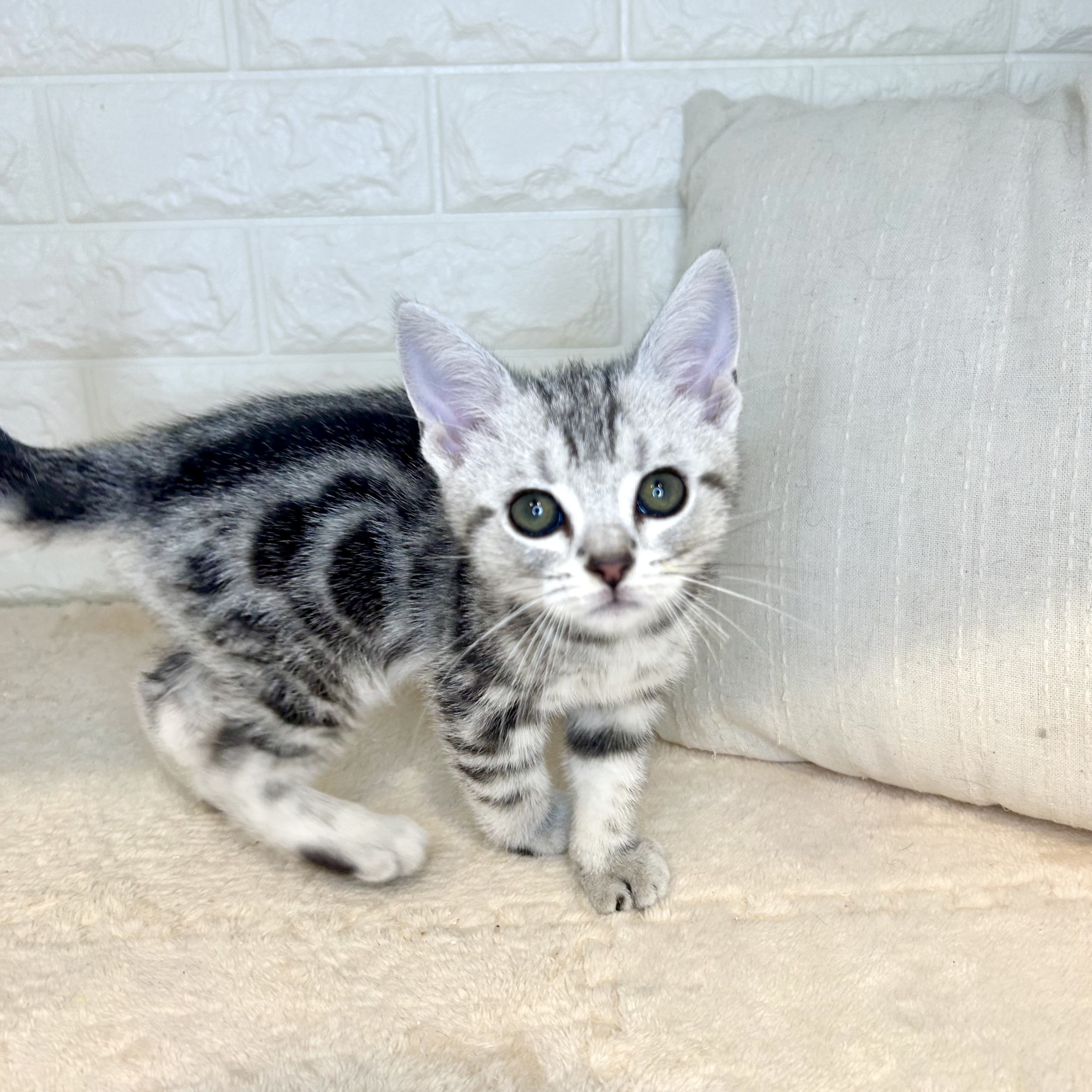 東京都のアメリカンショートヘアー (犬の家＆猫の里新宿店/2025年9月6日生まれ/男の子/シルバータビー)の子猫の1枚目の画像