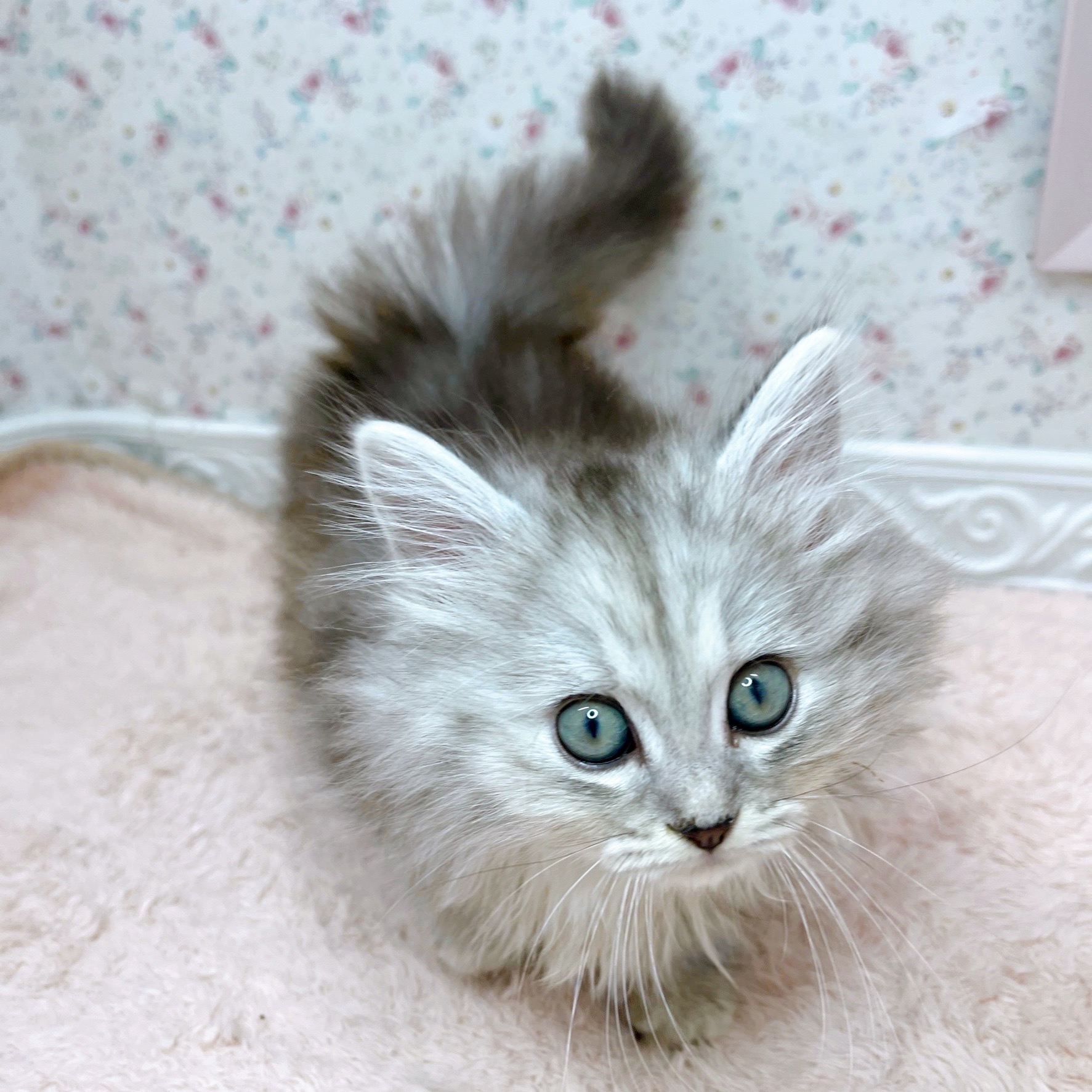 ミヌエット女の子の写真