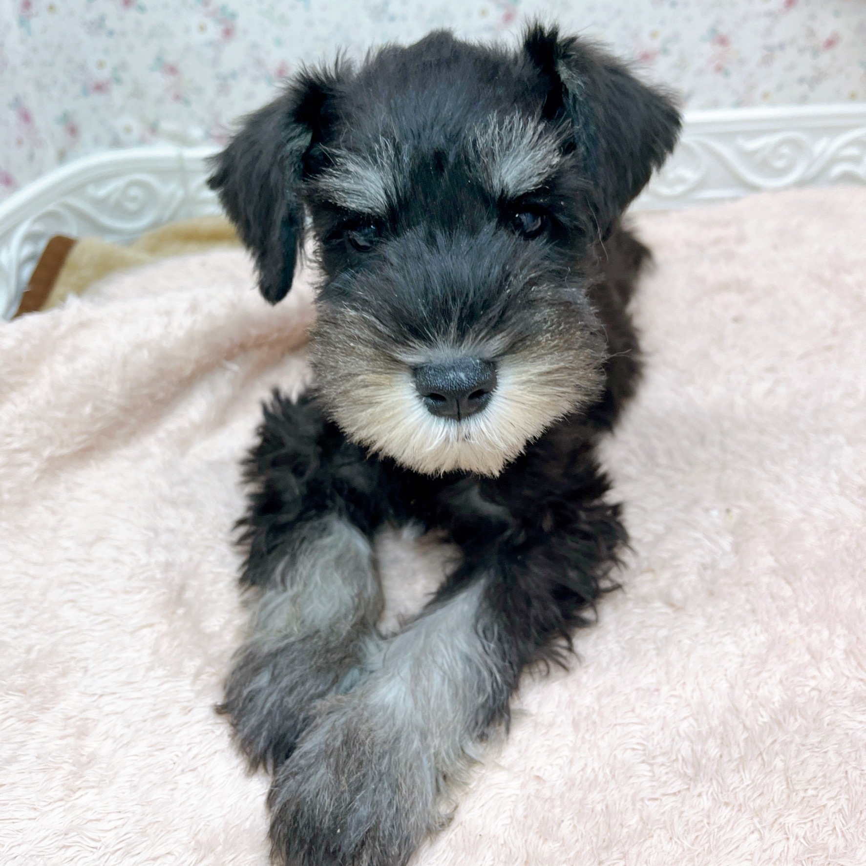 石川県のミニチュアシュナウザー (犬の家＆猫の里アミーゴ金沢有松店/2025年10月5日生まれ/男の子/ブラックシルバー)の子犬の2枚目の画像