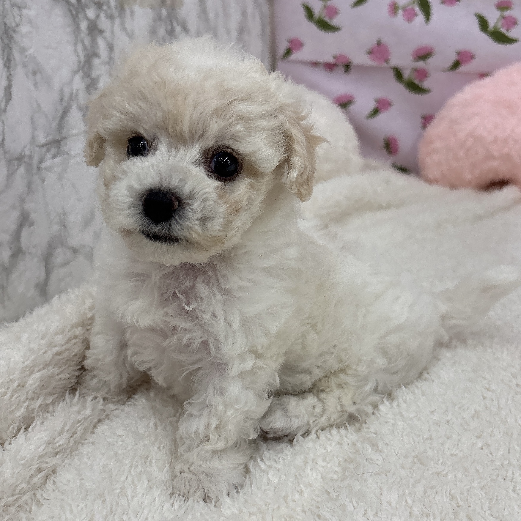 愛知県のビションプー(ビションフリーゼ×プードル) (犬の家＆猫の里エアポートウォーク店/2026年6月24日生まれ/男の子/ホワイトクリーム)の子犬の2枚目の画像