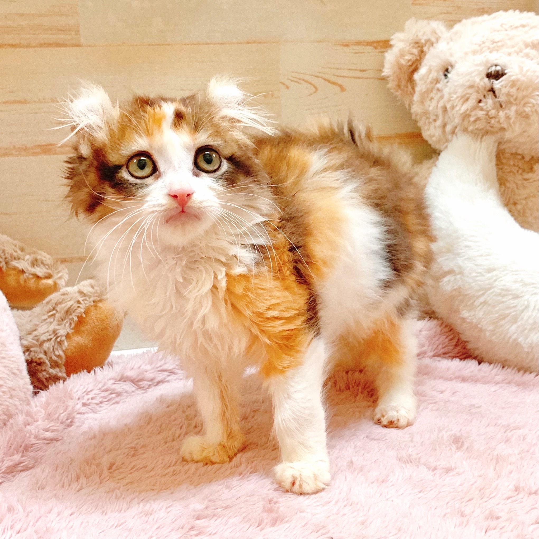 兵庫県のアメリカンカール (犬の家＆猫の里神戸店/2025年6月8日生まれ/女の子/キャリコ)の子猫の1枚目の画像