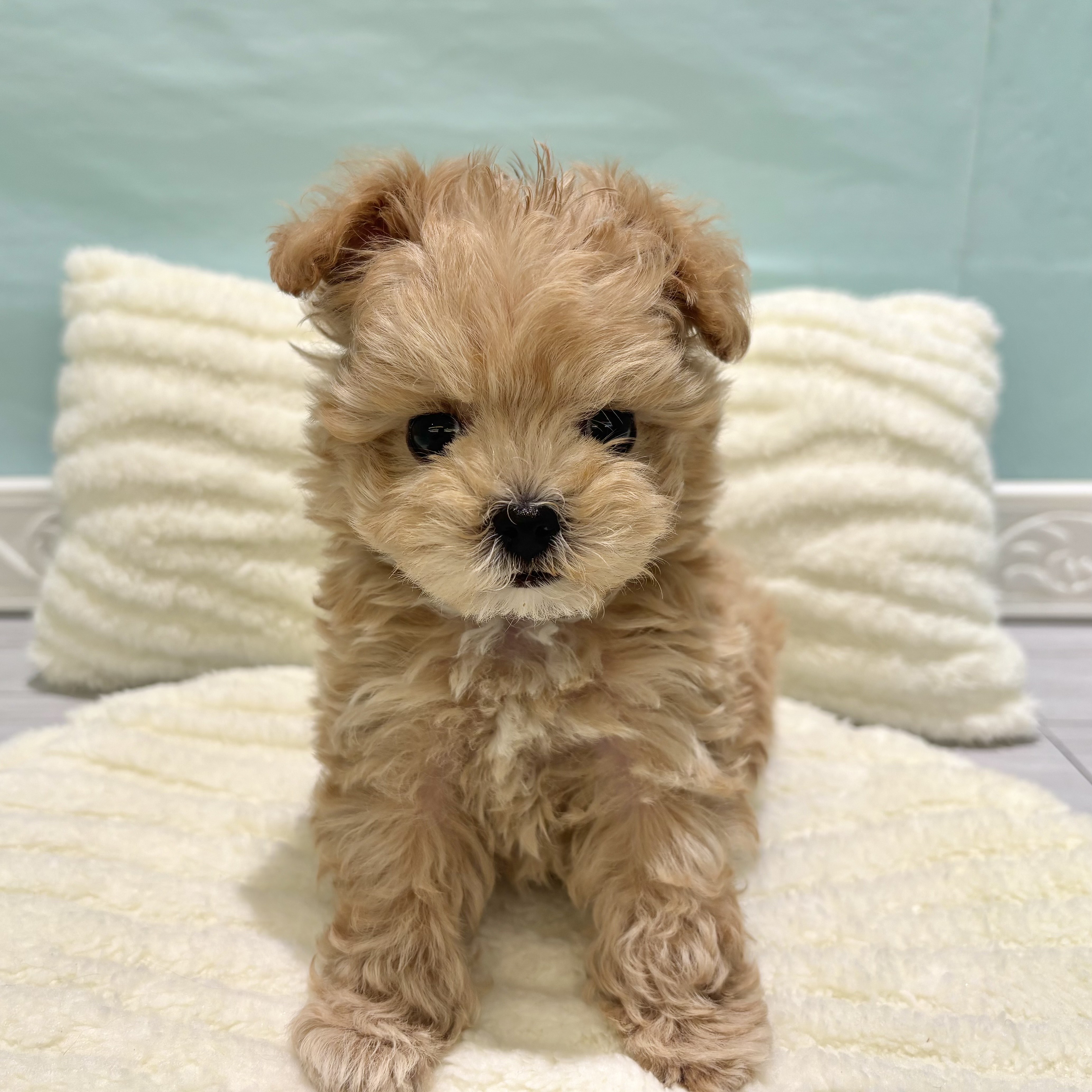 愛知県のマルプー(マルチーズ×プードル) (犬の家＆猫の里春日井本店/2025年10月1日生まれ/男の子/アプリコット)の子犬の2枚目の画像