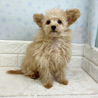 静岡県のチワプー/プーチー(チワワ×プードル) (犬の家＆猫の里マークイズ静岡店/2025年9月27日生まれ/男の子/アプリコット)の子犬の2枚目の画像