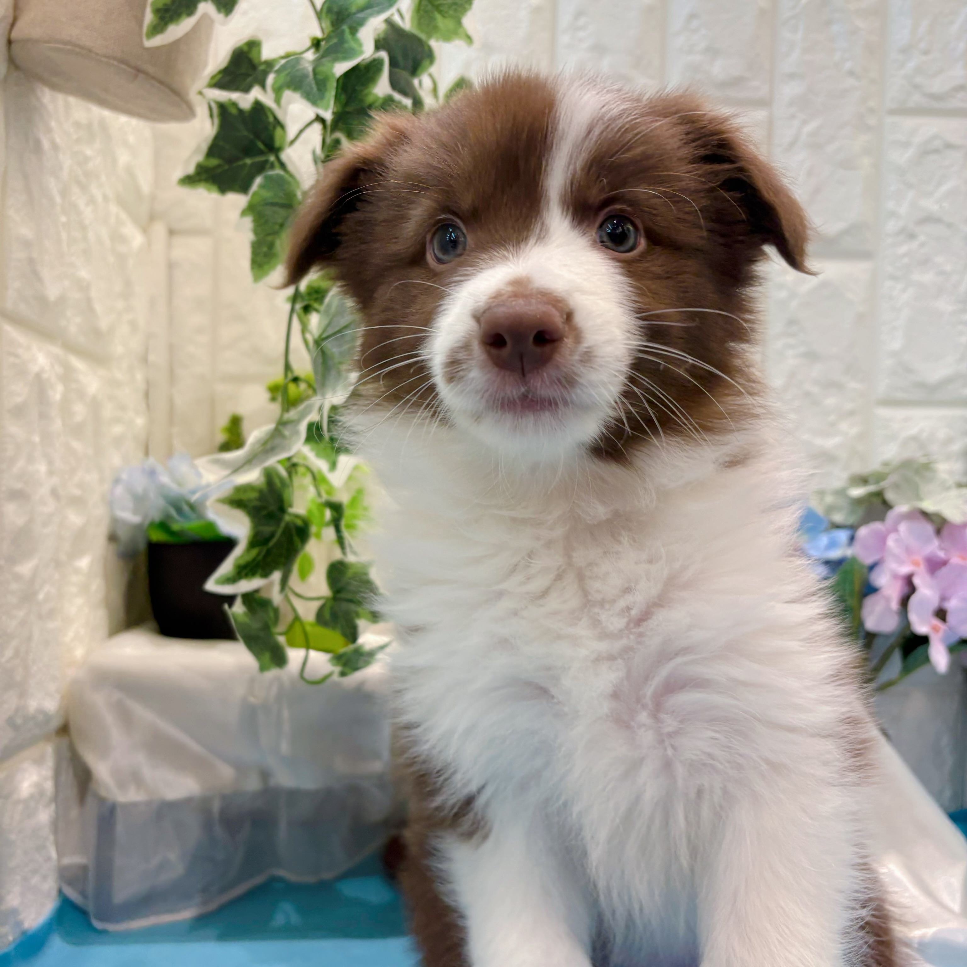 岡山県のボーダーコリー (犬の家＆猫の里倉敷店/2026年3月15日生まれ/女の子/チョコレートホワイト)の子犬の2枚目の画像