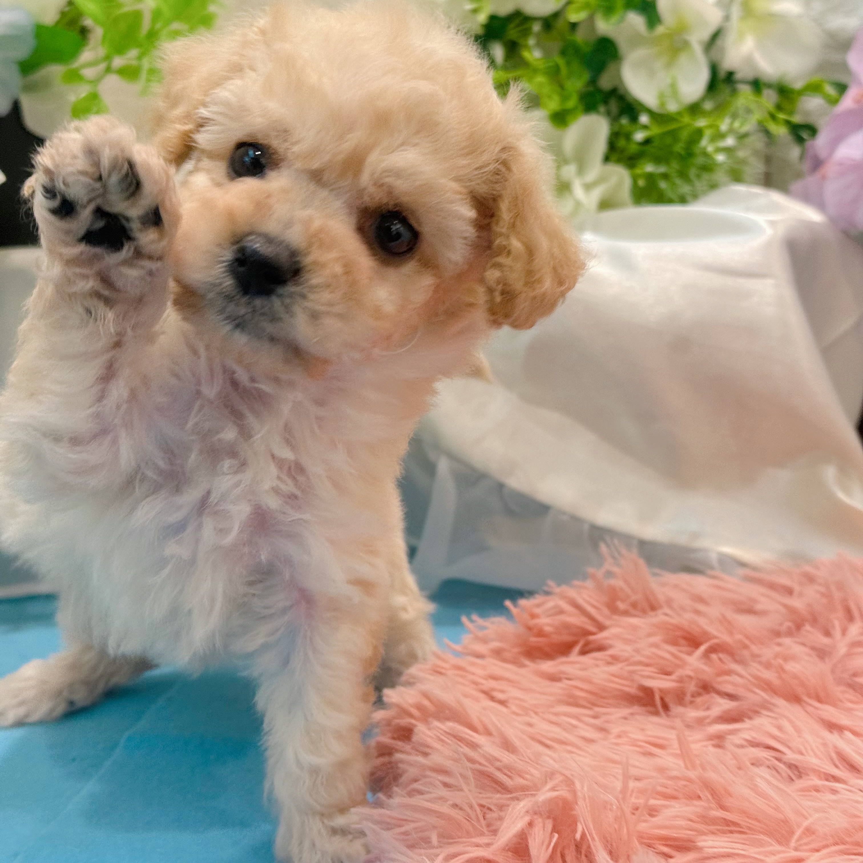 岡山県のビションプー(ビションフリーゼ×プードル) (犬の家＆猫の里倉敷店/2026年3月14日生まれ/女の子/クリーム)の子犬の2枚目の画像