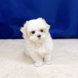 愛知県のマルチーズ (犬の家＆猫の里一宮店/2025年8月29日生まれ/女の子/ホワイト)の子犬の2枚目の画像