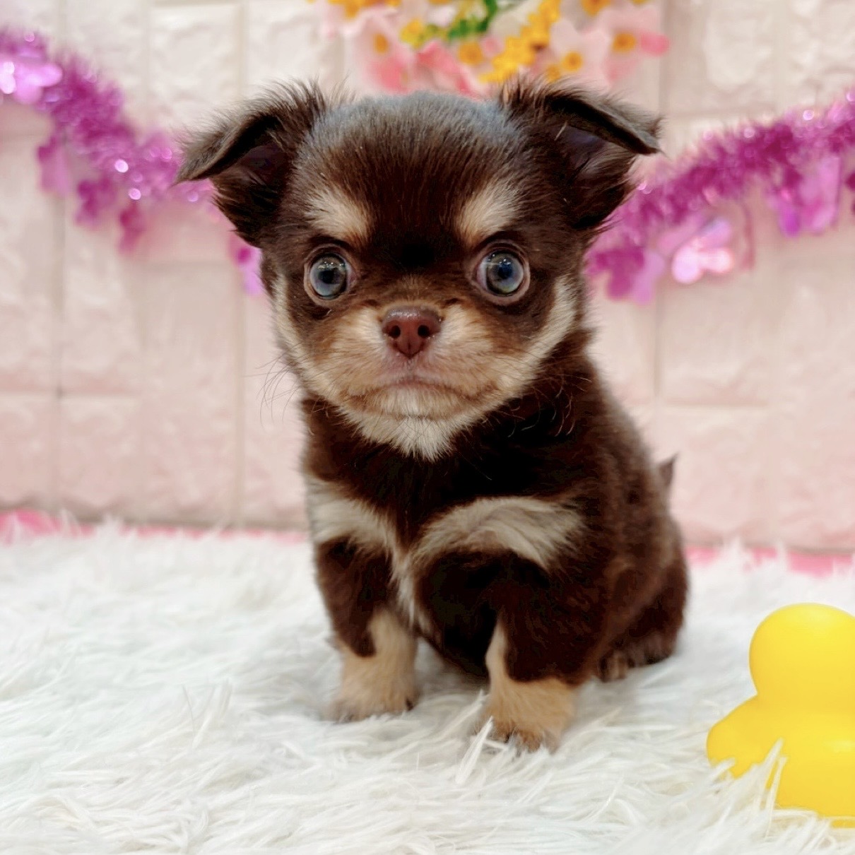 岡山県のチワワ(ロング) (犬の家＆猫の里倉敷店/2026年1月18日生まれ/女の子/チョコレートクリームホワイト)の子犬の1枚目の画像