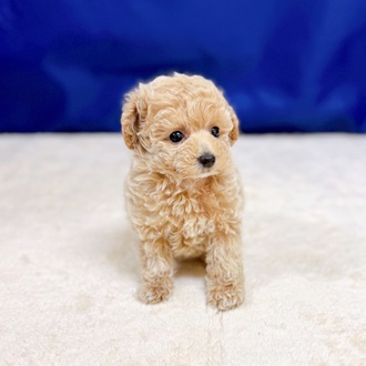愛知県のトイプードル(タイニー) (犬の家＆猫の里一宮店/2025年8月31日生まれ/女の子/ペールフォーン)の子犬の2枚目の画像