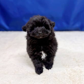愛知県のポメプー(ポメラニアン×プードル) (犬の家＆猫の里一宮店/2025年9月2日生まれ/男の子/ブラック)の子犬の2枚目の画像