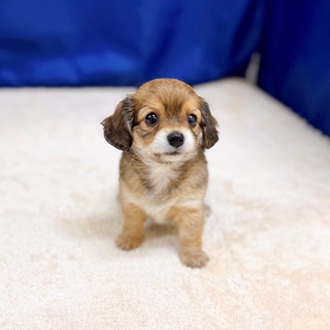 愛知県のチワックス(チワワ×ダックス) (犬の家＆猫の里一宮店/2025年9月2日生まれ/女の子/レッドホワイト)の子犬の2枚目の画像