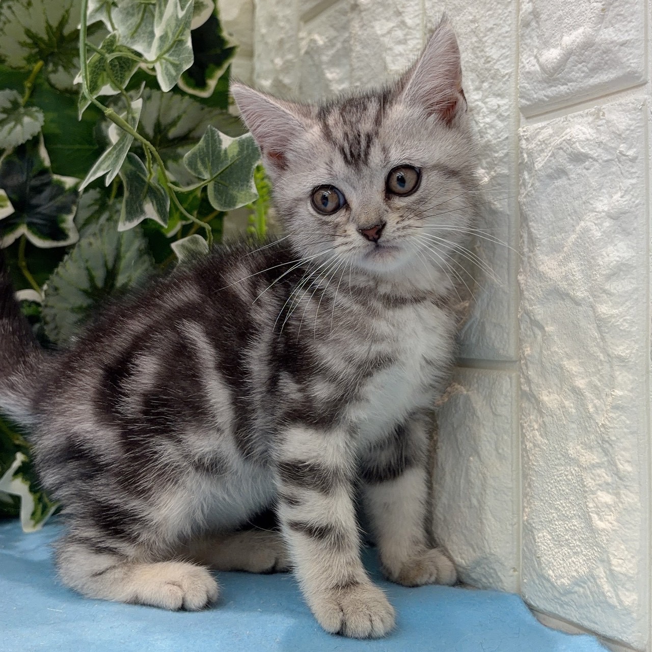 岡山県のアメリカンショートヘアー (犬の家＆猫の里倉敷店/2026年3月14日生まれ/男の子/シルバータビー)の子猫の2枚目の画像