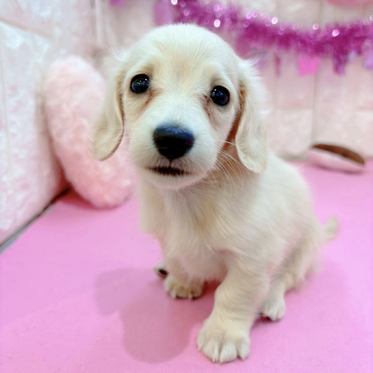 岡山県のミニチュアダックスフンド(ロング) (犬の家＆猫の里倉敷店/2026年1月16日生まれ/女の子/イエロー)の子犬の1枚目の画像