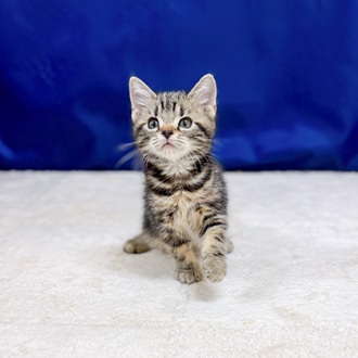 愛知県のアメリカンショートヘアー (犬の家＆猫の里一宮店/2025年9月1日生まれ/男の子/ブラウンタビー)の子猫の2枚目の画像