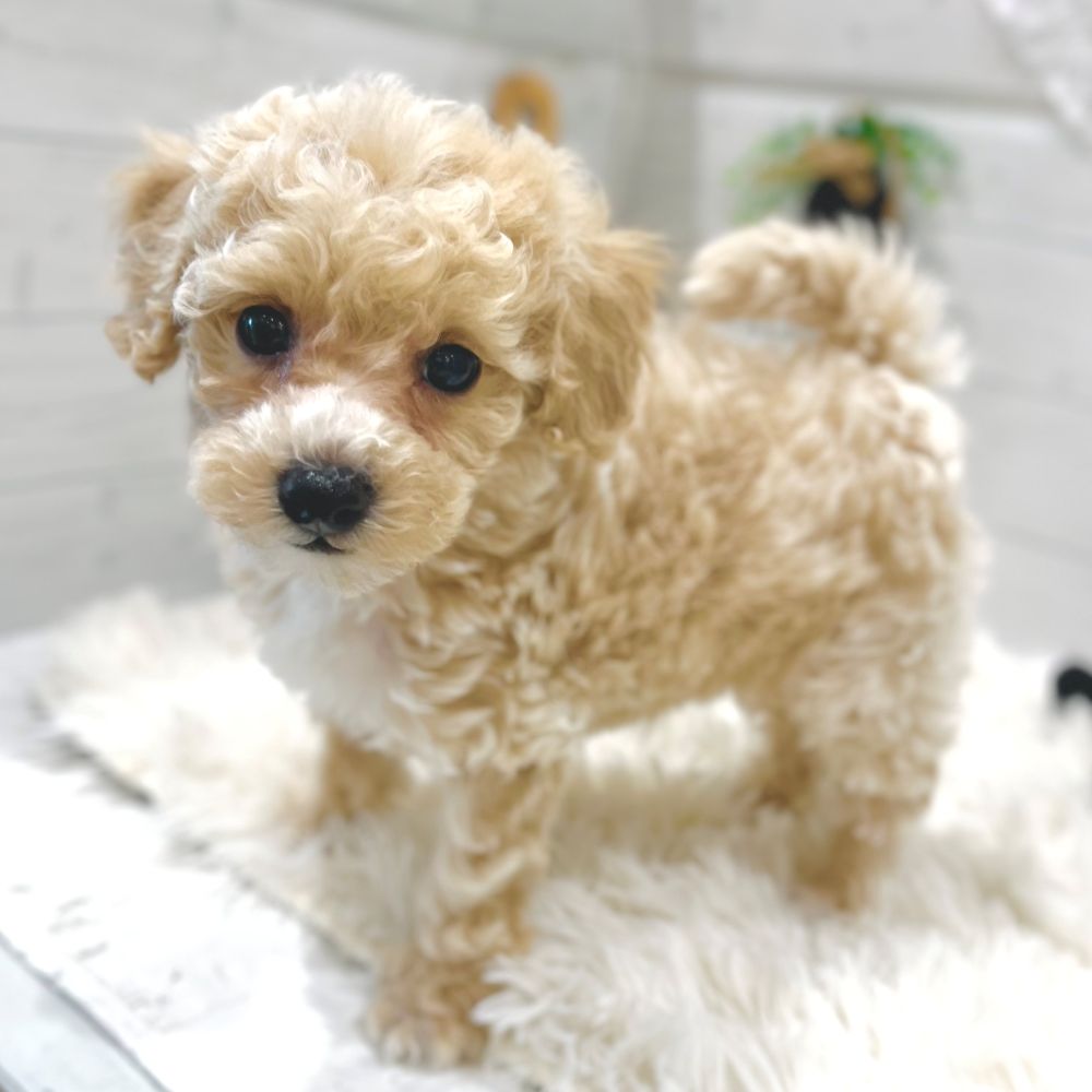 愛知県のビションプー(ビションフリーゼ×プードル) (犬の家＆猫の里豊田店/2025年10月4日生まれ/男の子/レッドホワイト)の子犬の2枚目の画像