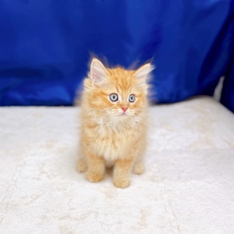 愛知県のミヌエット (犬の家＆猫の里一宮店/2025年9月2日生まれ/男の子/レッドマッカレルタビー)の子猫の2枚目の画像