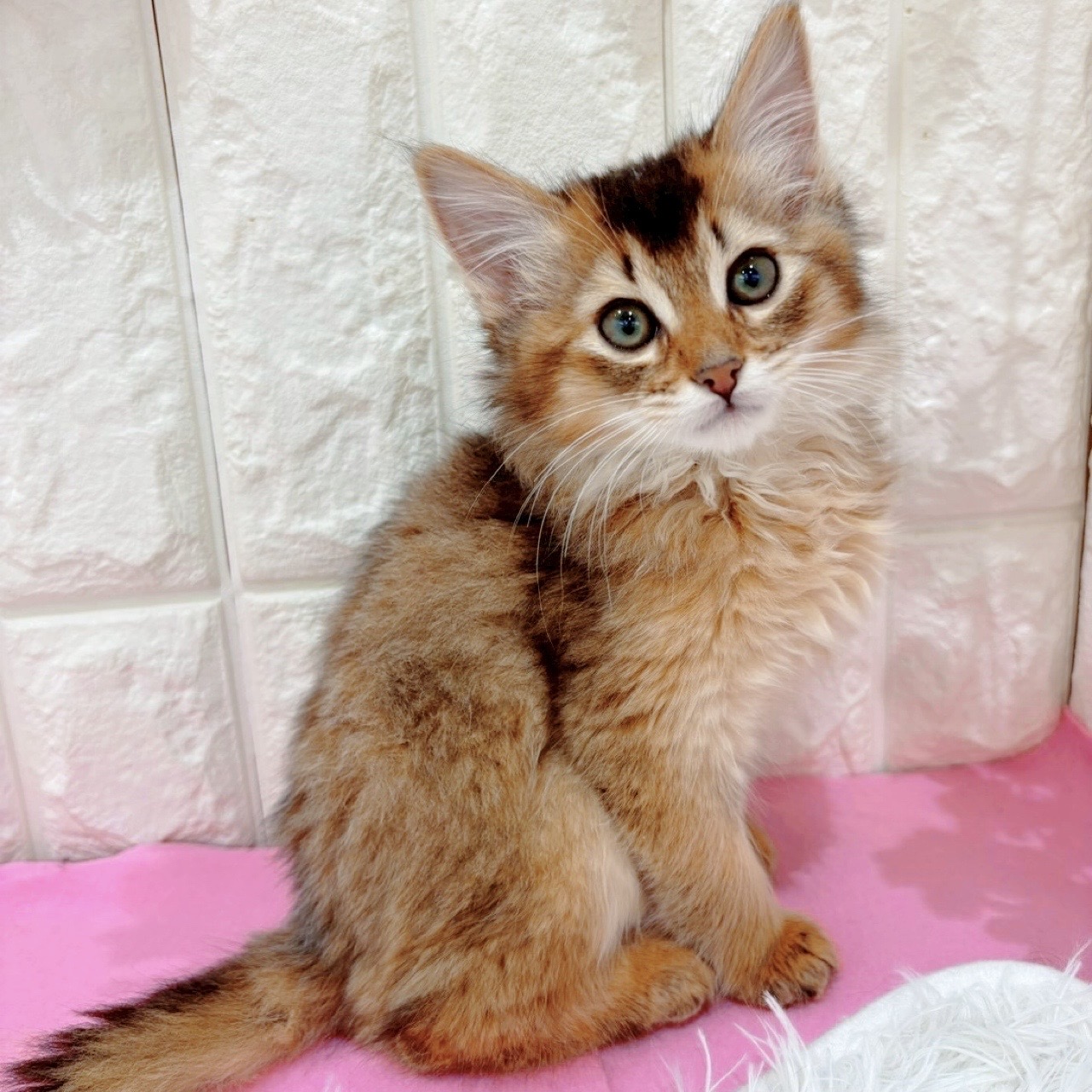 岡山県のソマリ (犬の家＆猫の里倉敷店/2026年1月12日生まれ/男の子/ルディ)の子猫の1枚目の画像