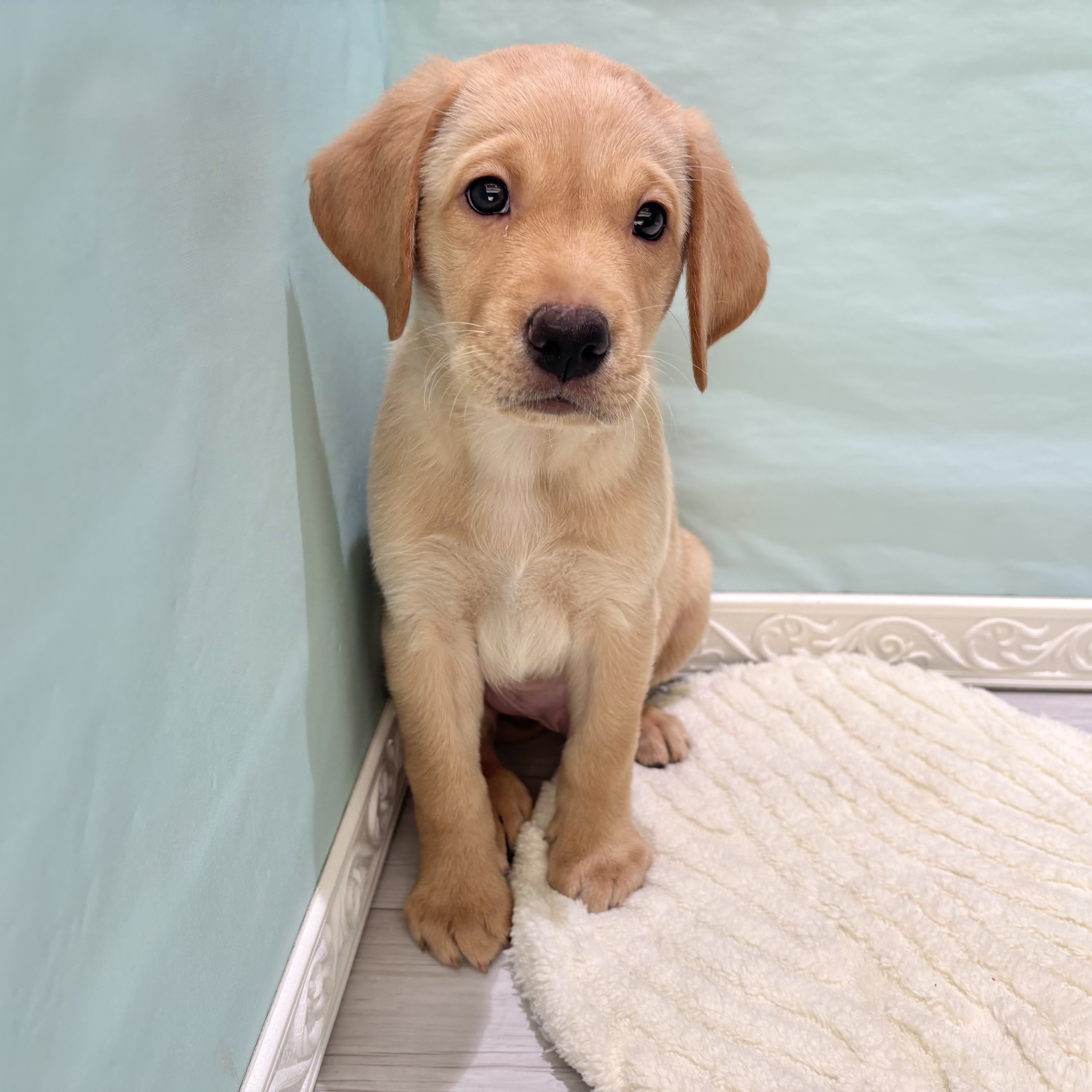 愛知県のラブラドールレトリーバー (犬の家＆猫の里春日井本店/2025年10月4日生まれ/男の子/イエロー)の子犬の2枚目の画像