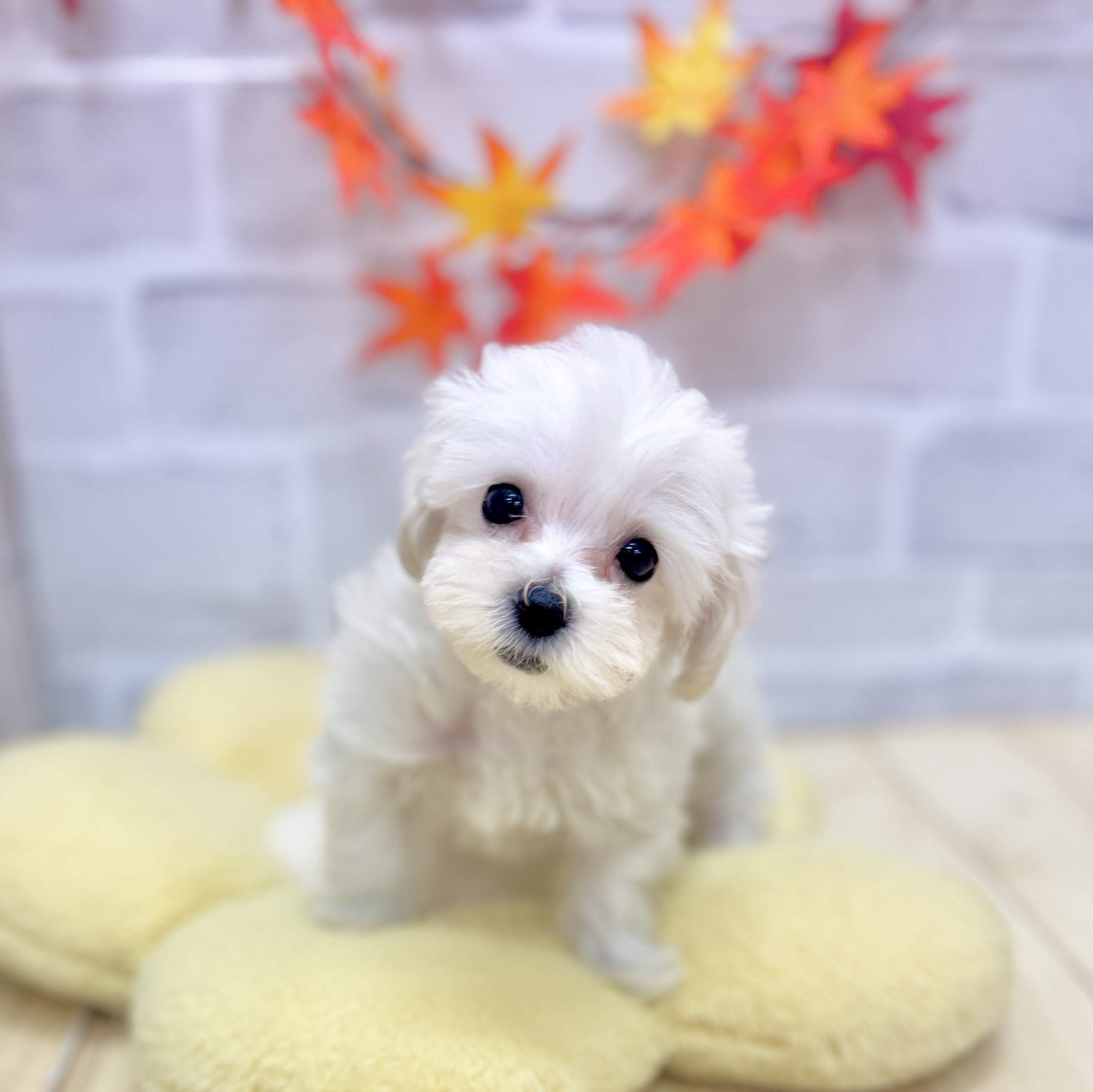静岡県のマルプー(マルチーズ×プードル) (犬の家＆猫の里プレ葉ウォーク浜北店/2025年8月1日生まれ/女の子/クリーム)の子犬の1枚目の画像