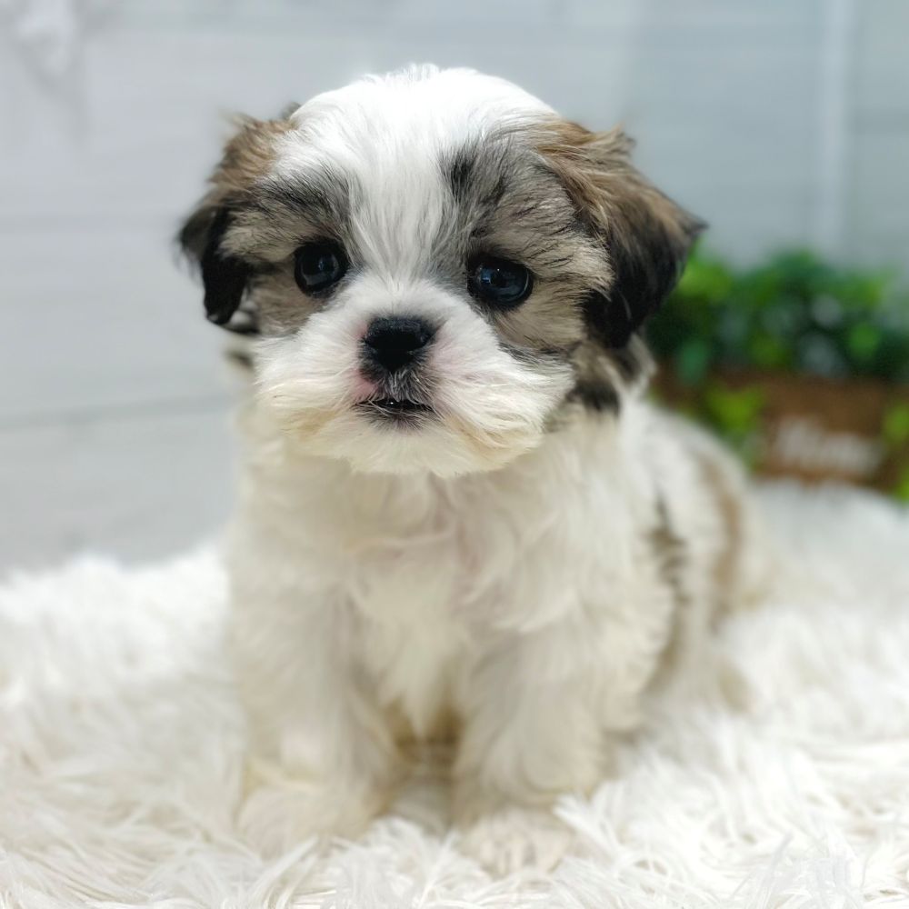 愛知県のマルズー/マルシーズ(マルチーズ×シーズー) (犬の家＆猫の里豊田店/2025年10月8日生まれ/男の子/ホワイトゴールド)の子犬の2枚目の画像