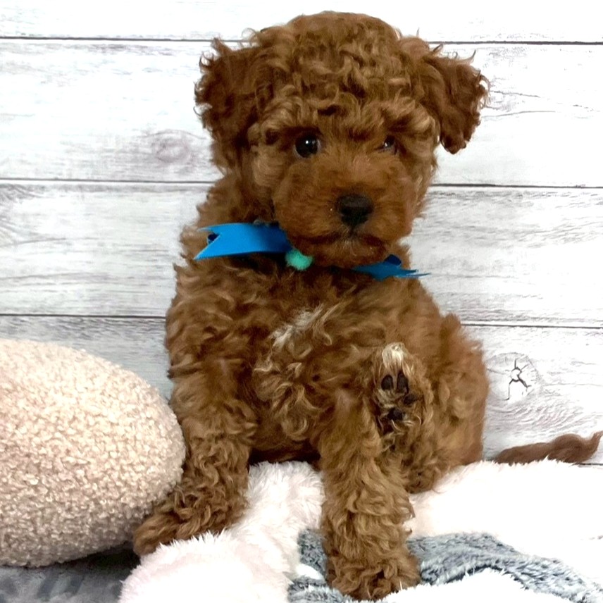 兵庫県のトイプードル(トイ) (犬の家＆猫の里川西店/2026年2月9日生まれ/男の子/レッドフォーン)の子犬の1枚目の画像