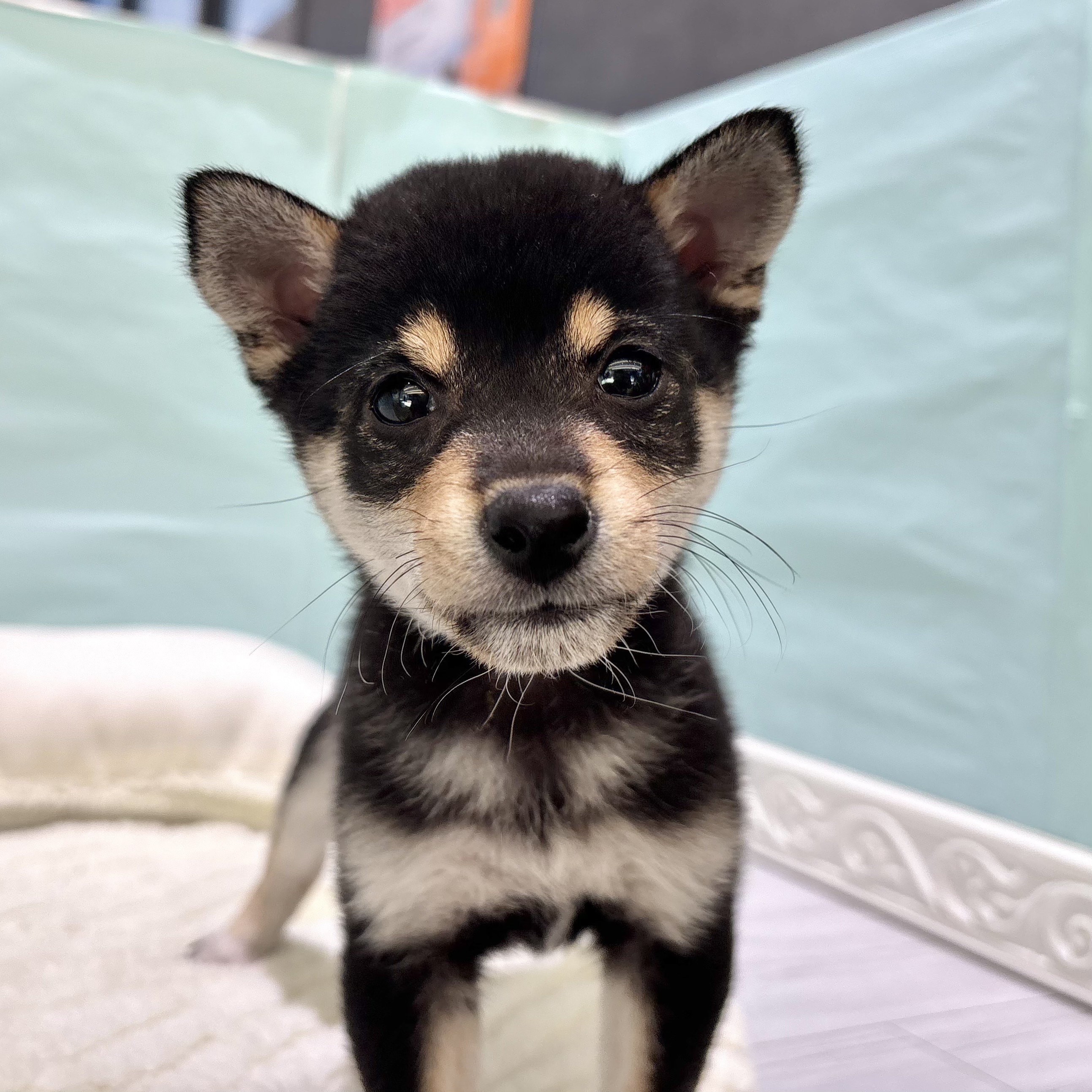 愛知県の豆柴 (犬の家＆猫の里春日井本店/2025年9月29日生まれ/男の子/黒)の子犬の2枚目の画像