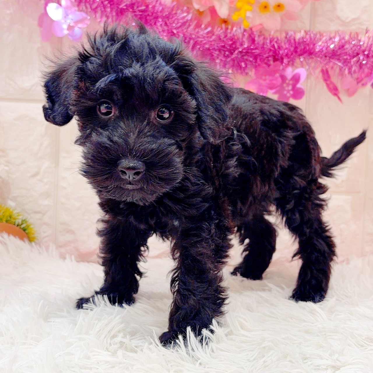 岡山県のシュナプー(シュナウザー×プードル) (犬の家＆猫の里倉敷店/2026年1月22日生まれ/男の子/ブラック)の子犬の1枚目の画像