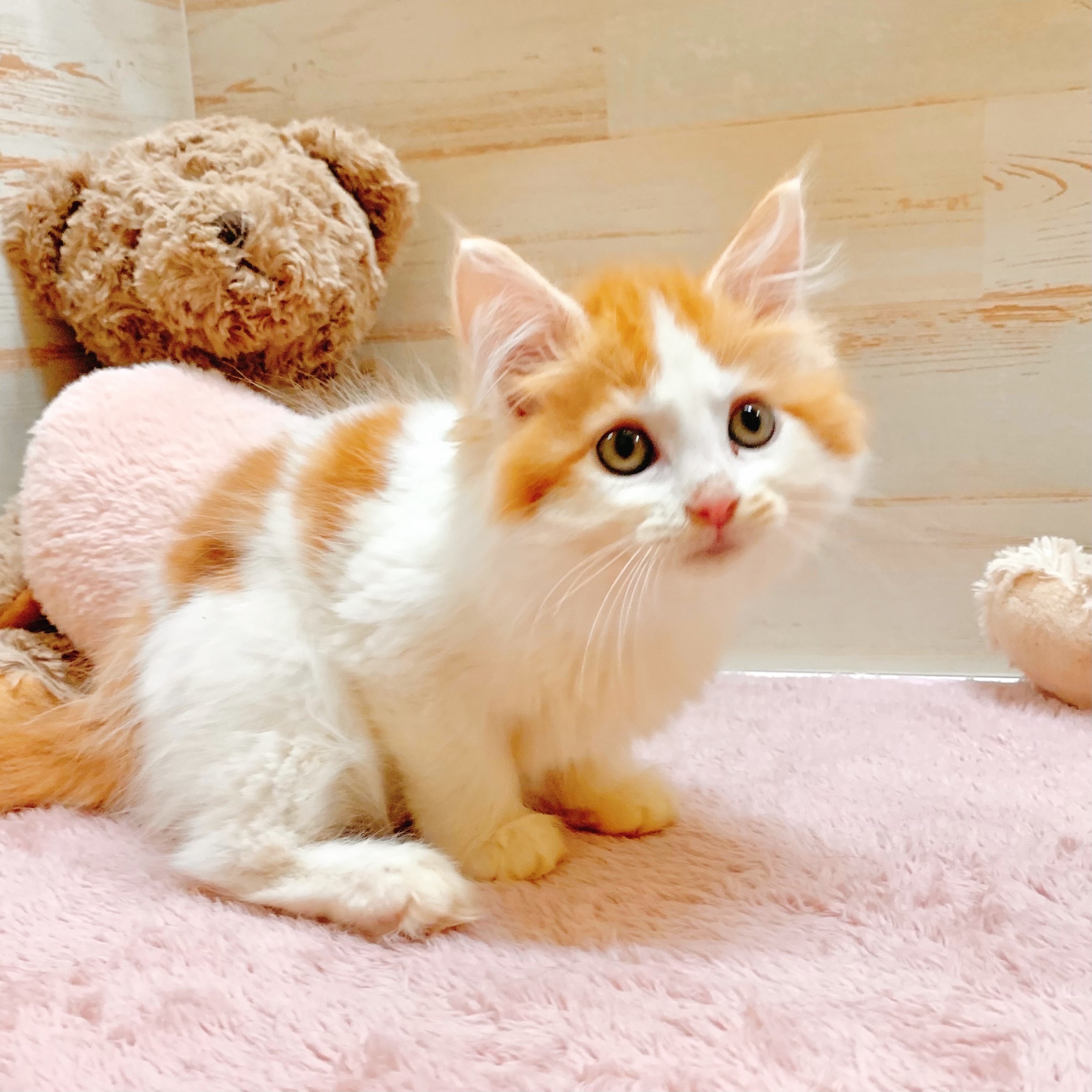 兵庫県のメインクーン (犬の家＆猫の里神戸店/2025年6月20日生まれ/女の子/レッドタビーホワイト)の子猫の2枚目の画像