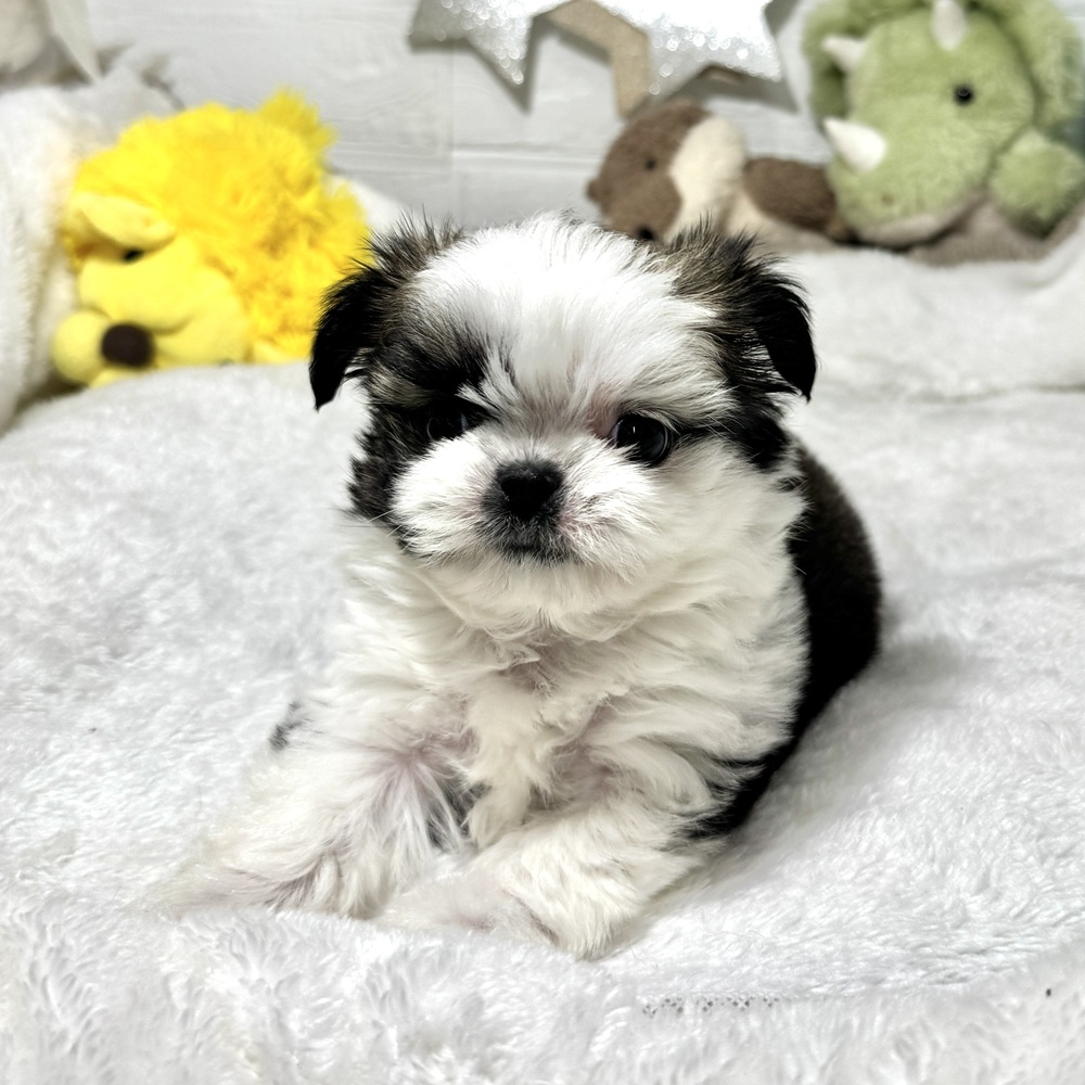 兵庫県のチワズー/チワシーズ(チワワ×シーズー) (犬の家＆猫の里ニッケパークタウン加古川店/2026年1月23日生まれ/女の子/ブラウンホワイト)の子犬の2枚目の画像