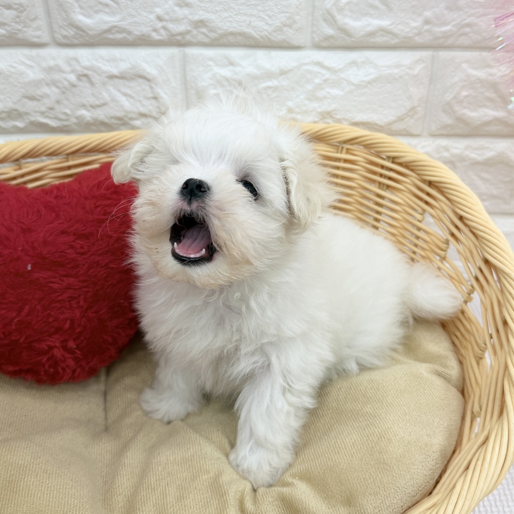 愛知県のマルチーズ (犬の家＆猫の里MEGAドン・キホーテ東海名和店/2026年4月26日生まれ/男の子/ホワイト)の子犬の2枚目の画像