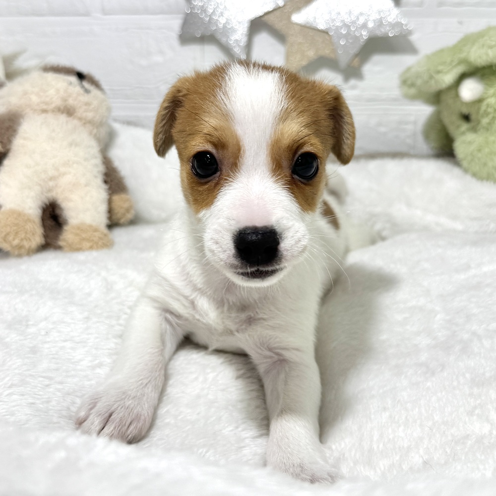 兵庫県のジャックラッセルテリア (犬の家＆猫の里ニッケパークタウン加古川店/2026年1月25日生まれ/女の子/ホワイトタン)の子犬の1枚目の画像