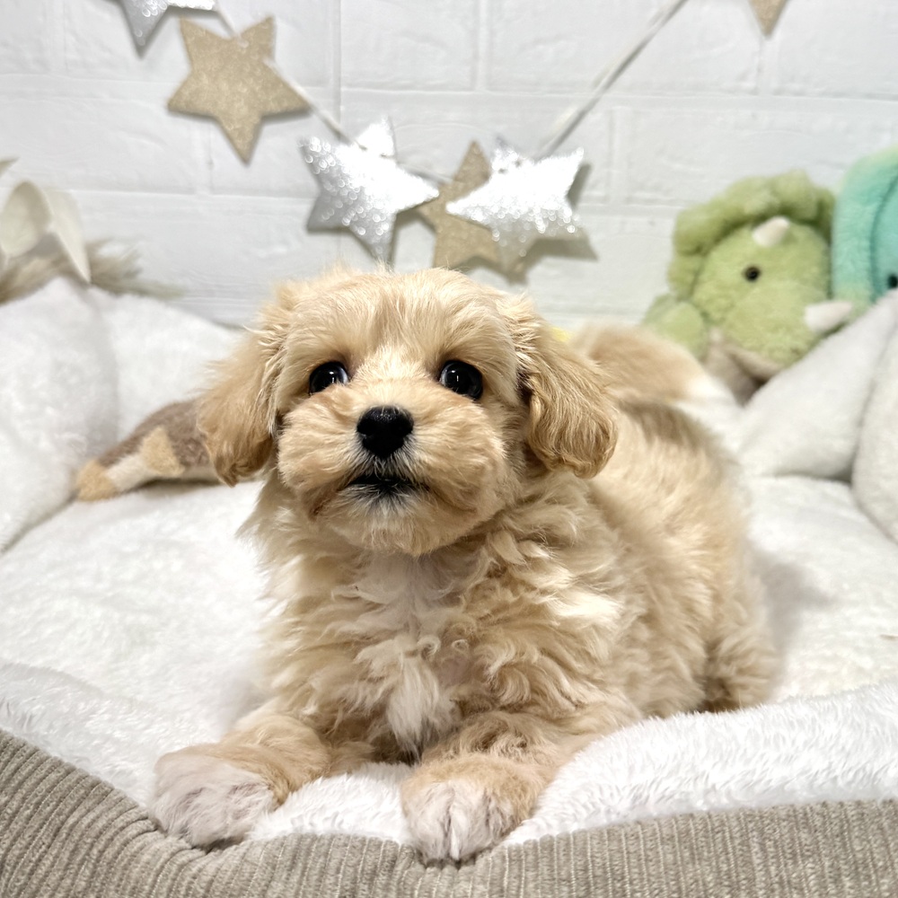 兵庫県のマルプー(マルチーズ×プードル) (犬の家＆猫の里ニッケパークタウン加古川店/2026年1月24日生まれ/女の子/クリーム)の子犬の2枚目の画像