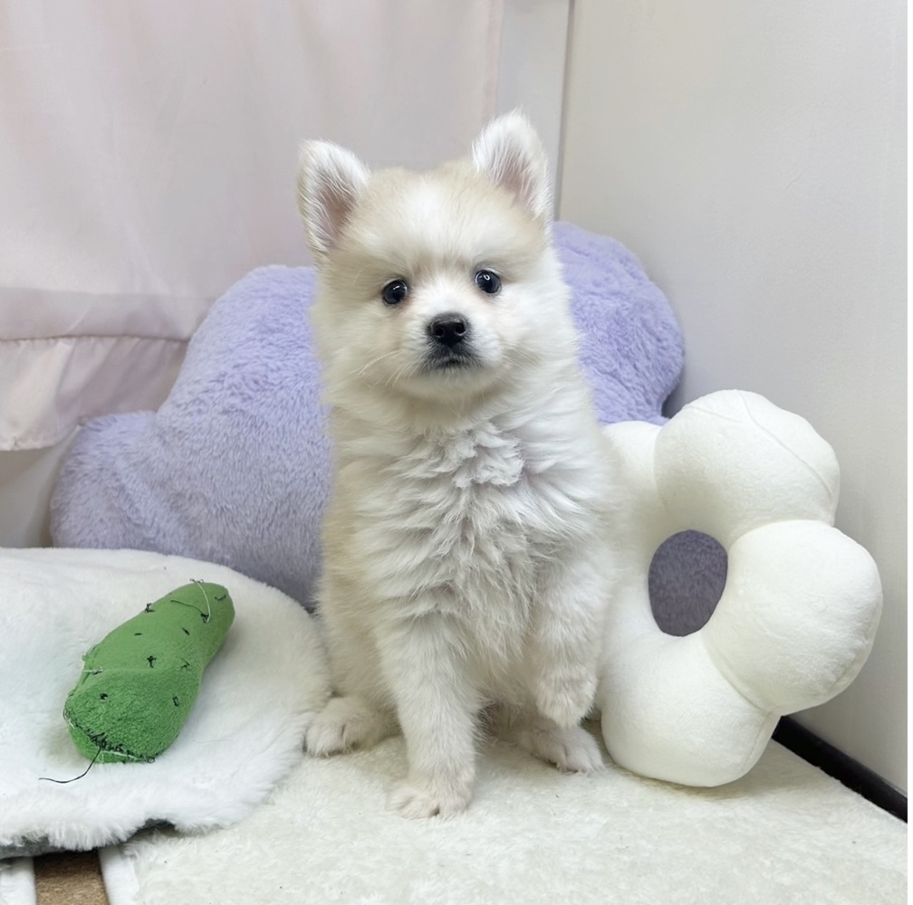 静岡県のハーフ犬・ミックス犬 (犬の家＆猫の里マークイズ静岡店/2026年6月12日生まれ/男の子/クリーム)の子犬の2枚目の画像