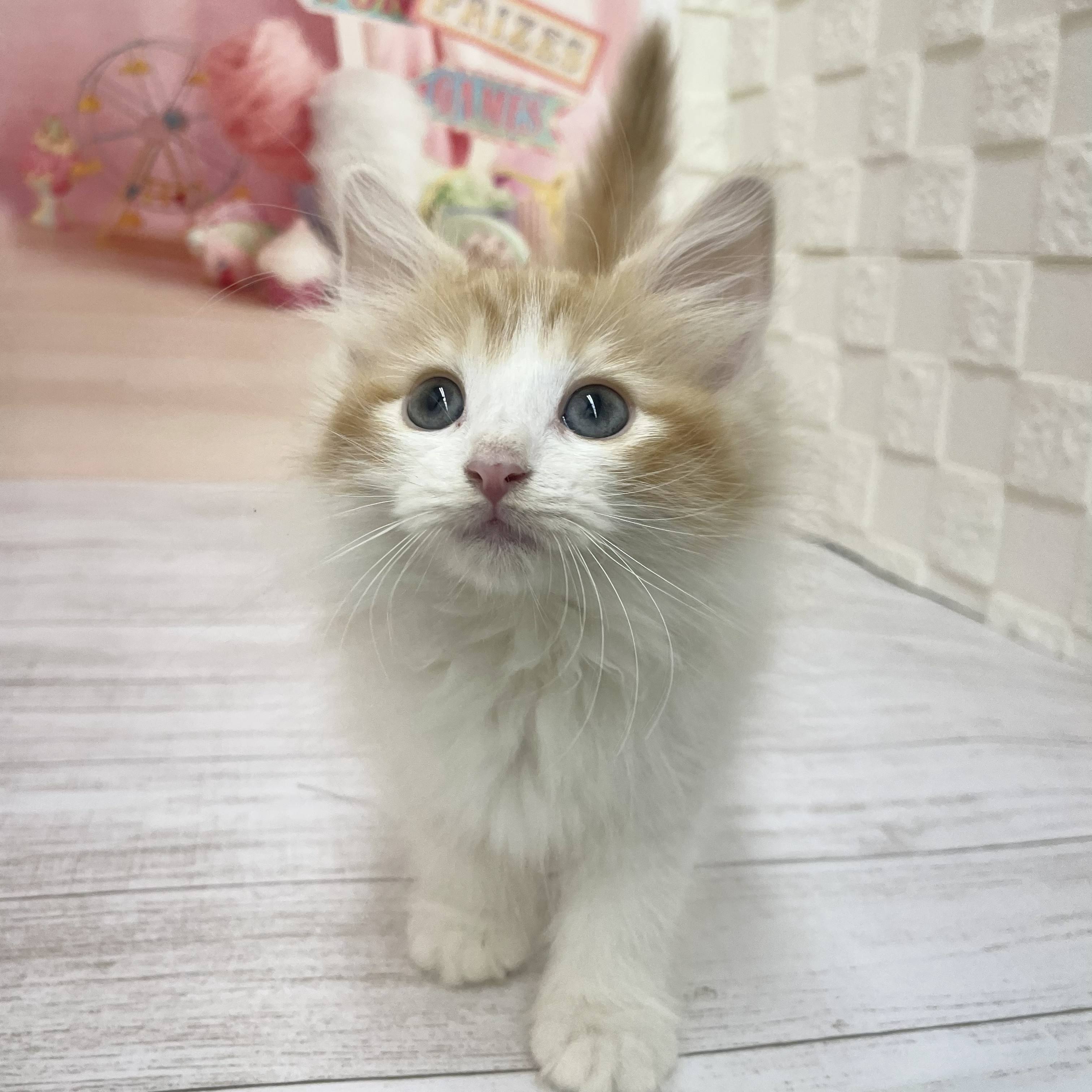 兵庫県のノルウェージャンフォレストキャット (犬の家＆猫の里尼崎店/2026年8月12日生まれ/女の子/レッドタビーホワイト)の子猫の2枚目の画像