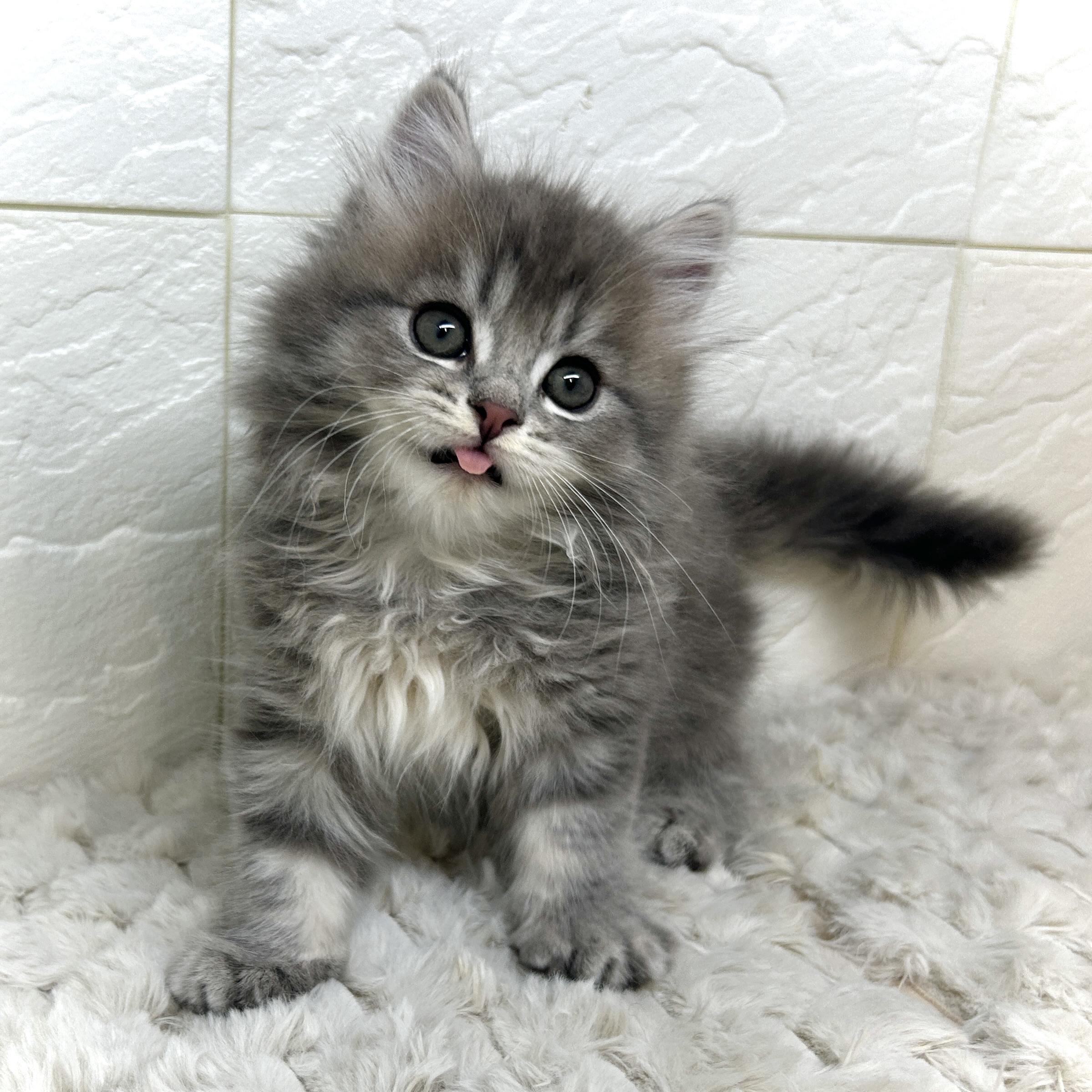 兵庫県のスコティッシュストレート (犬の家＆猫の里ゆめタウン姫路店/2025年12月12日生まれ/男の子/ブルータビー)の子猫