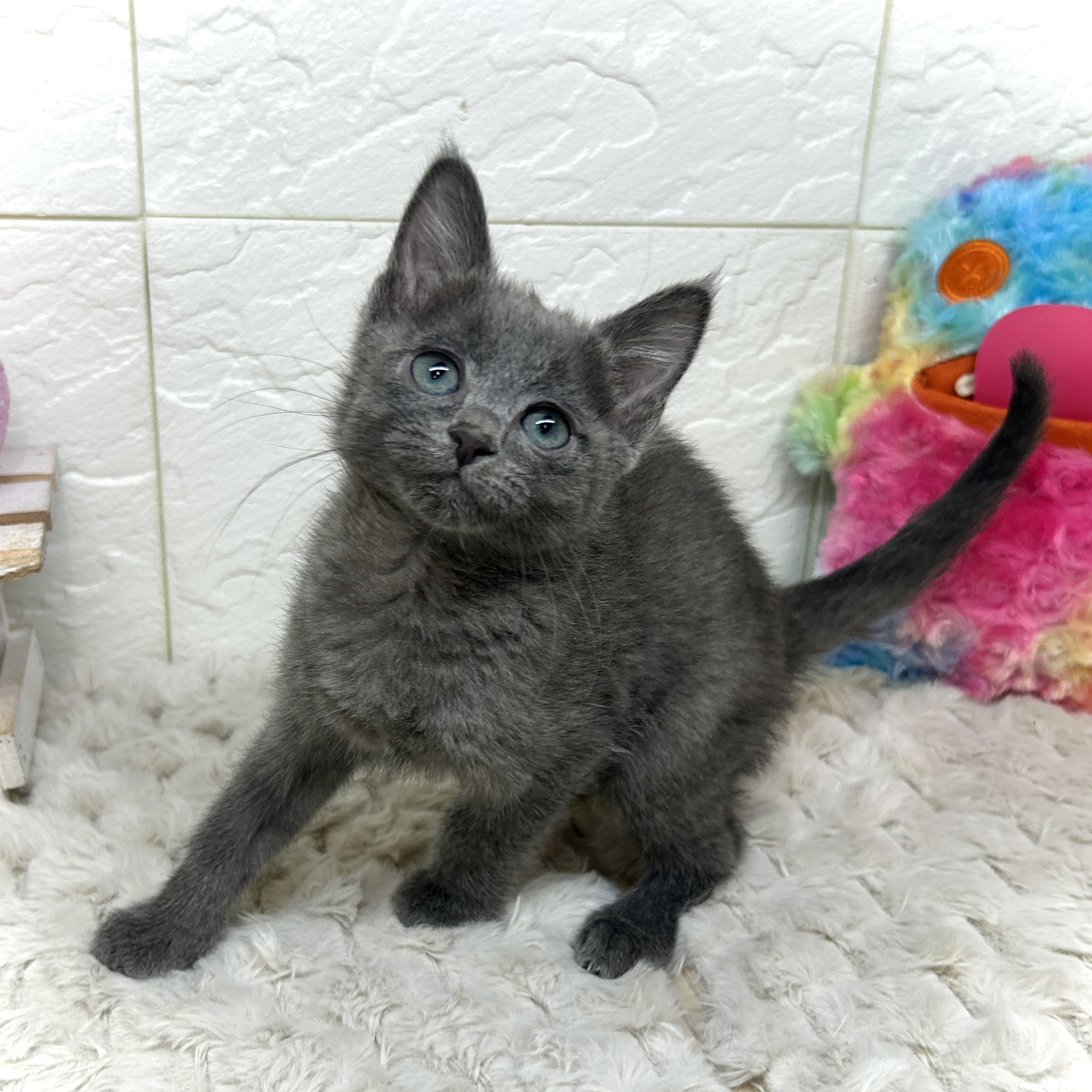 兵庫県のロシアンブルー (犬の家＆猫の里ゆめタウン姫路店/2025年12月5日生まれ/女の子/ブルー)の子猫の2枚目の画像