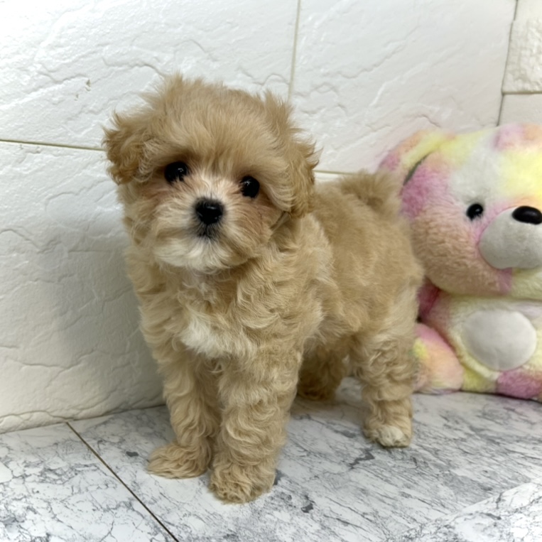 兵庫県のマルプー(マルチーズ×プードル) (犬の家＆猫の里ゆめタウン姫路店/2025年5月8日生まれ/女の子/アプリコットホワイト)の子犬の2枚目の画像
