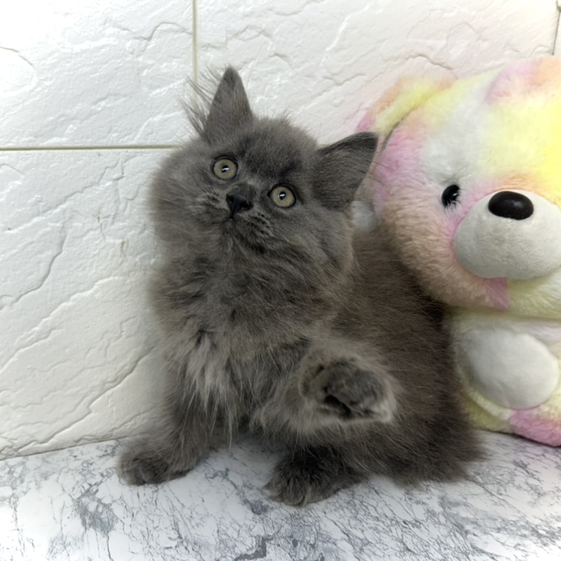 兵庫県のブリティッシュロングヘアー (犬の家＆猫の里ゆめタウン姫路店/2025年5月10日生まれ/女の子/ブルー)の子猫の2枚目の画像