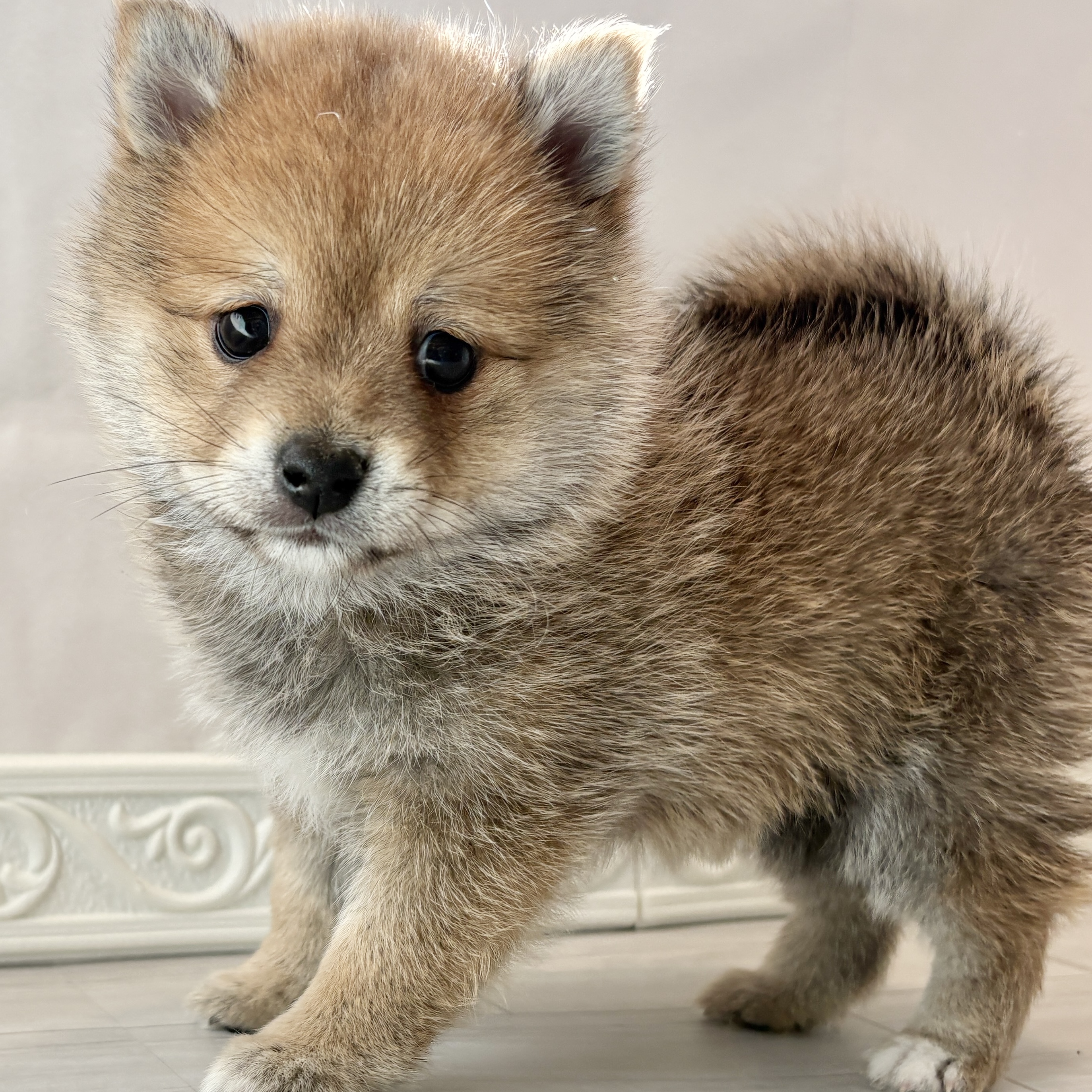 ハーフ犬男の子の写真