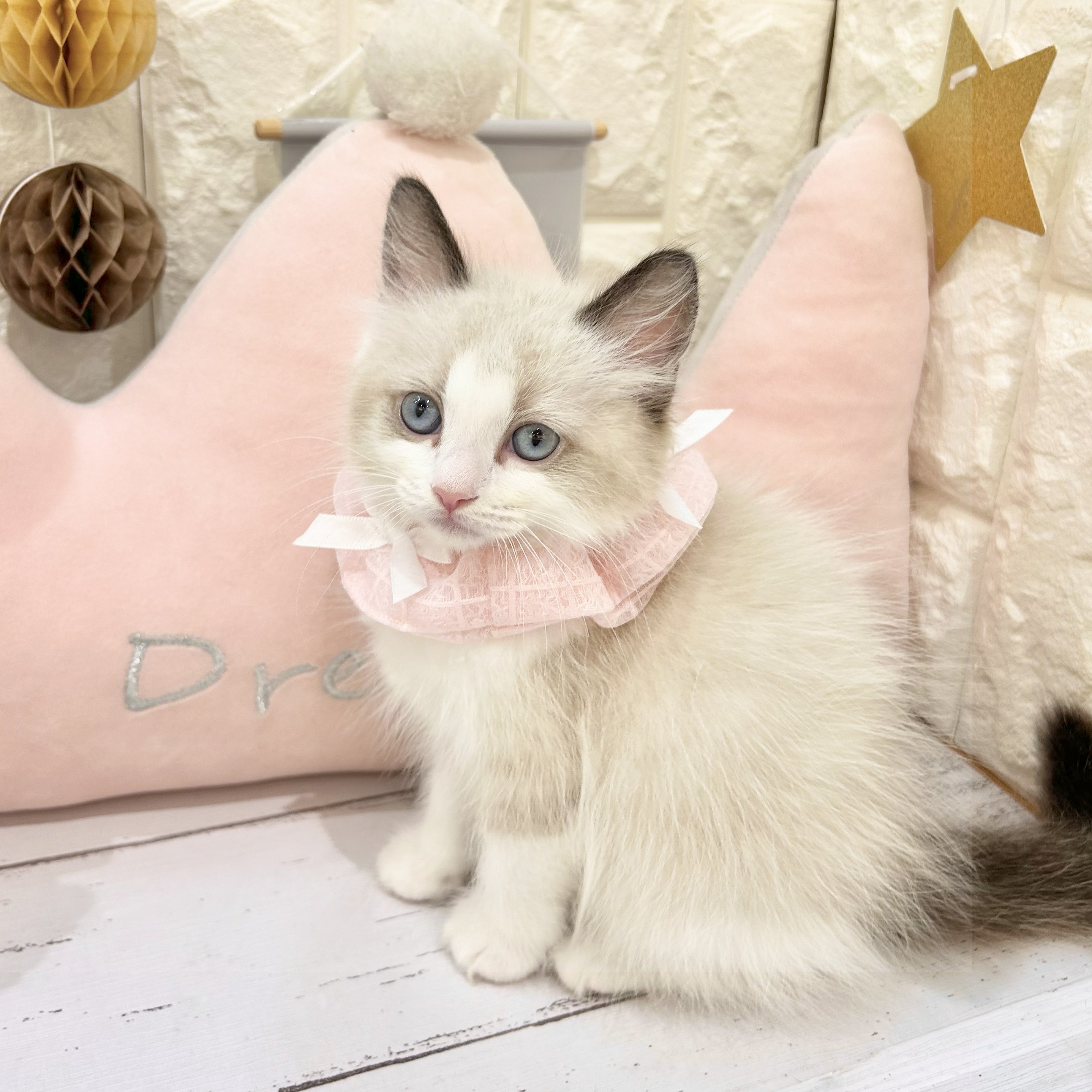 岡山県のラグドール (犬の家＆猫の里倉敷店/2025年6月11日生まれ/女の子/シールポイントバイカラー)の子猫