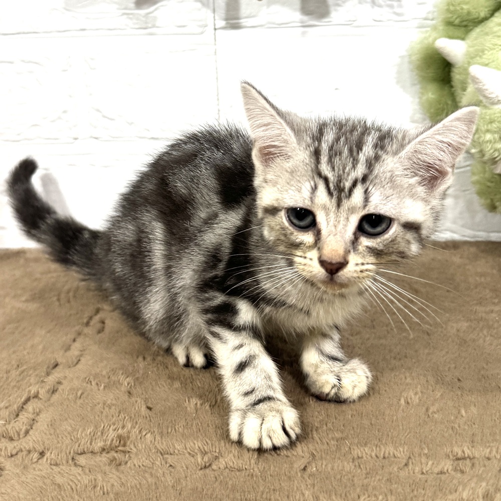 兵庫県のアメリカンショートヘアー (犬の家＆猫の里ニッケパークタウン加古川店/2025年7月1日生まれ/女の子/シルバータビー)の子猫の2枚目の画像