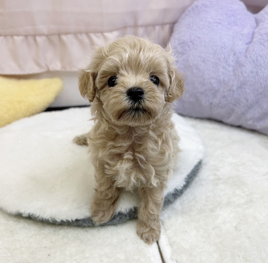 静岡県のマルプー(マルチーズ×プードル) (犬の家＆猫の里マークイズ静岡店/2026年6月27日生まれ/女の子/クリーム)の子犬の1枚目の画像